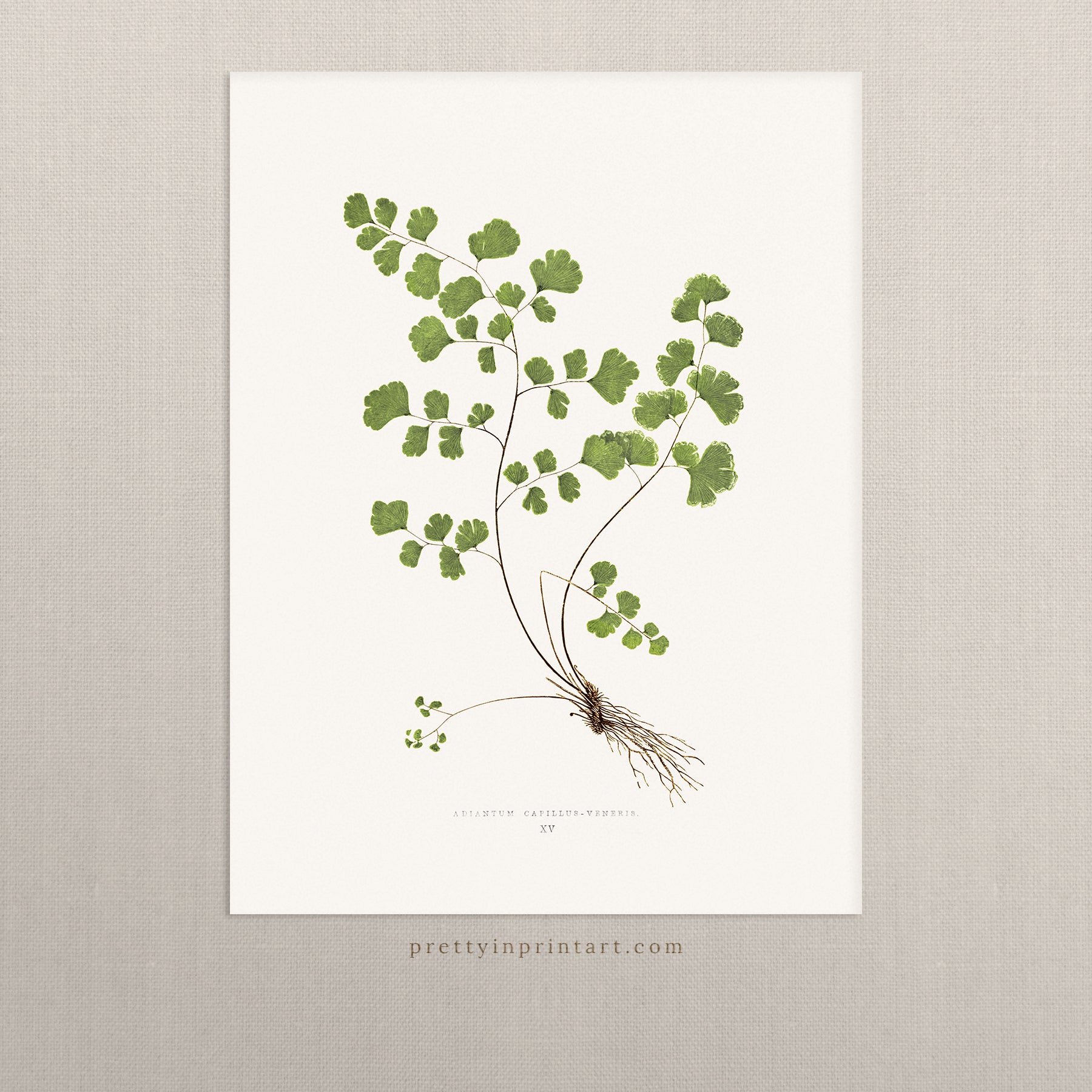 Fern, Botanical Art 00587 |  Unframed