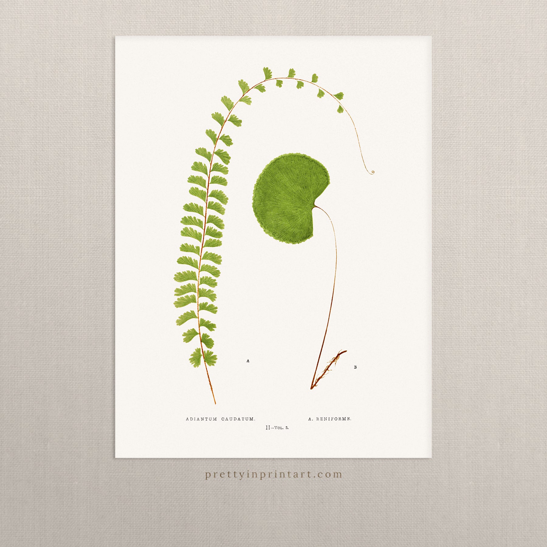 Farn, Botanische Kunst 00589 | Ungerahmt