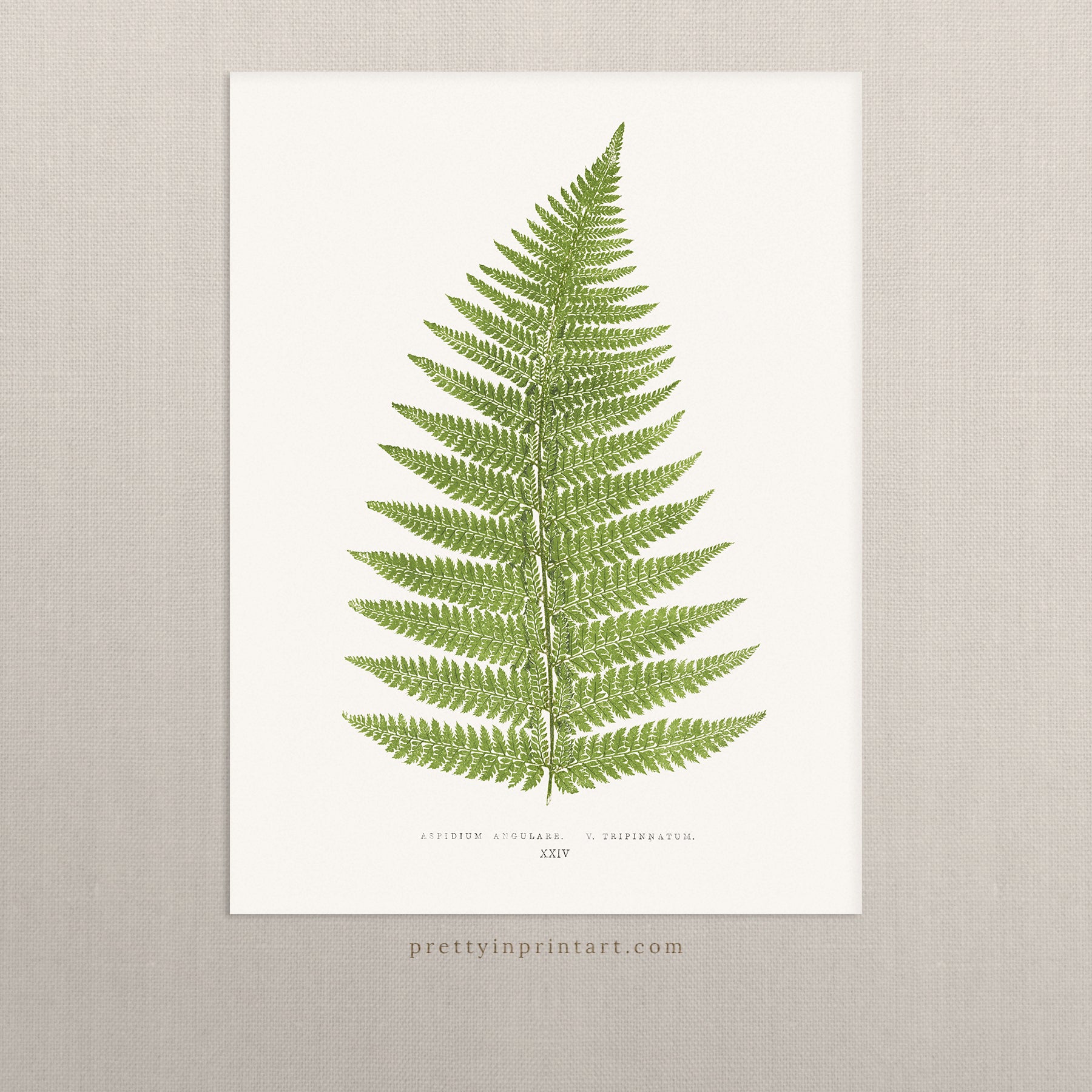 Fern, Botanical Art 00590 |  Unframed