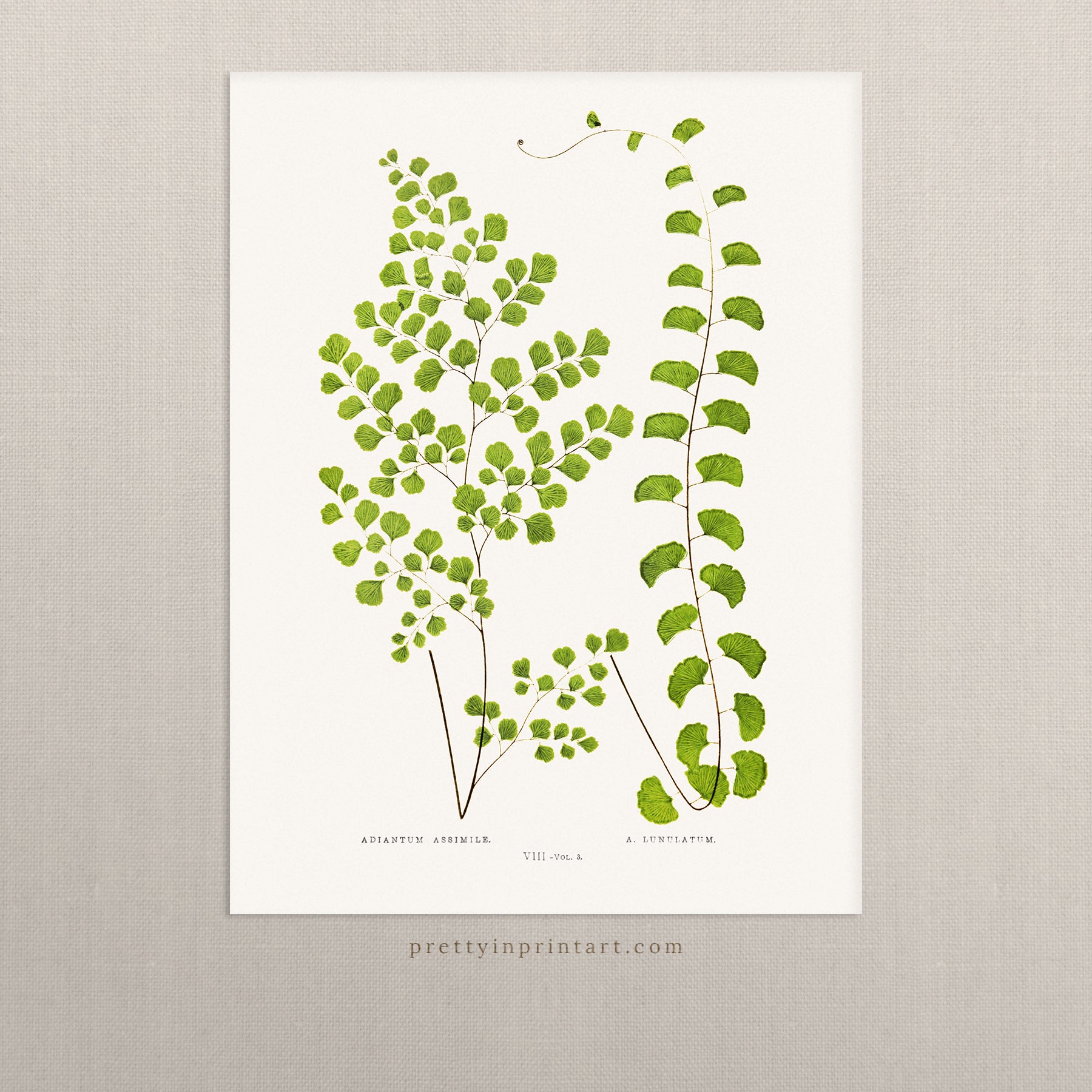 Farn, Botanische Kunst 00591 | Ungerahmt