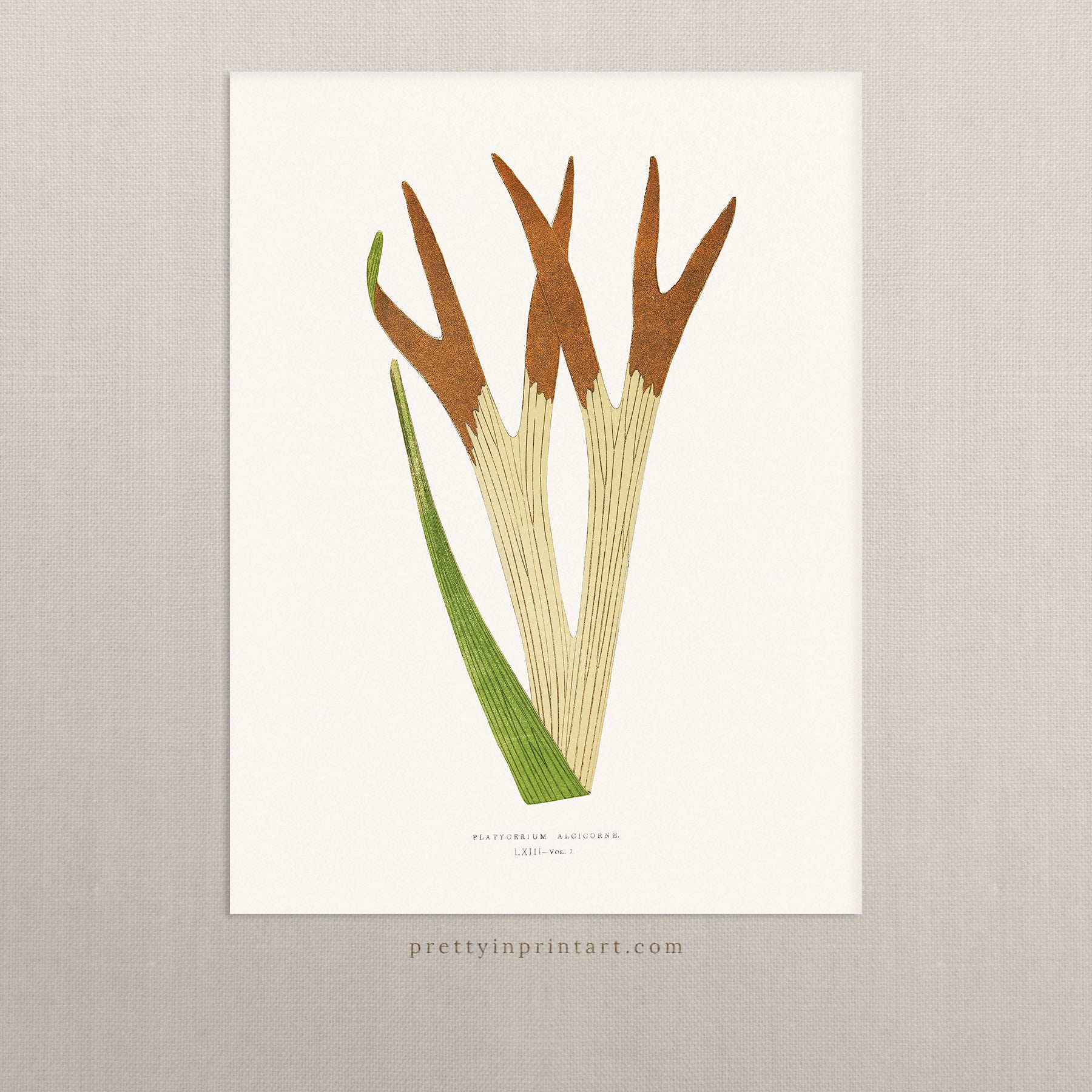 Farn, Botanische Kunst 00597 | Ungerahmt