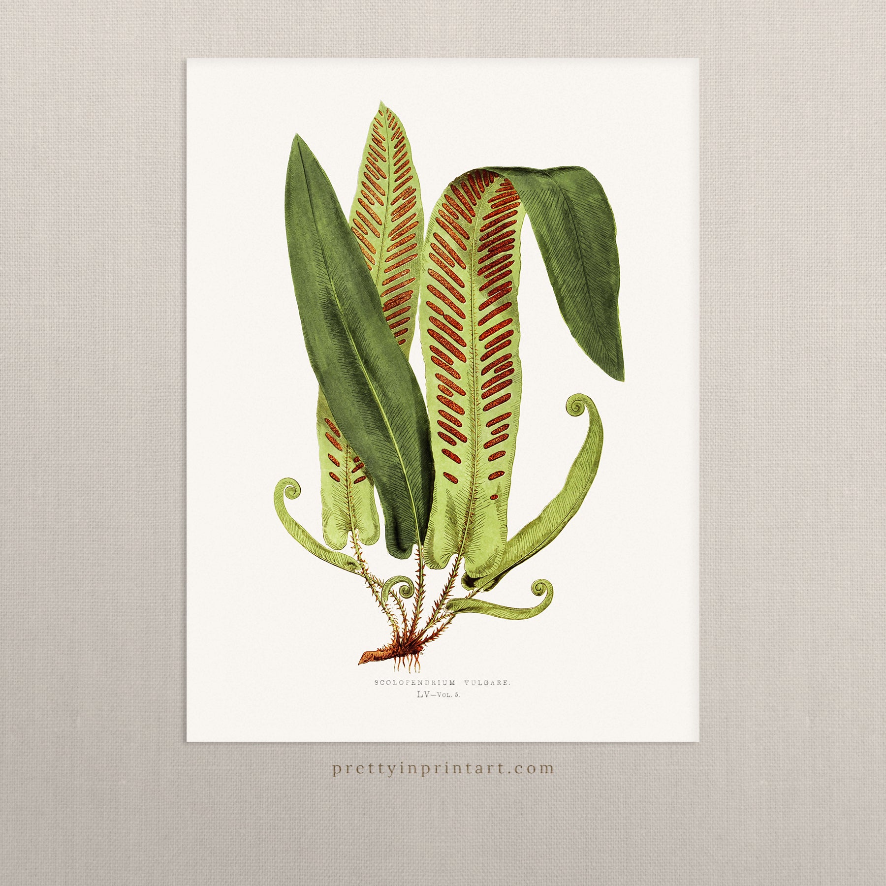 Farn, Botanische Kunst 00598 | Ungerahmt