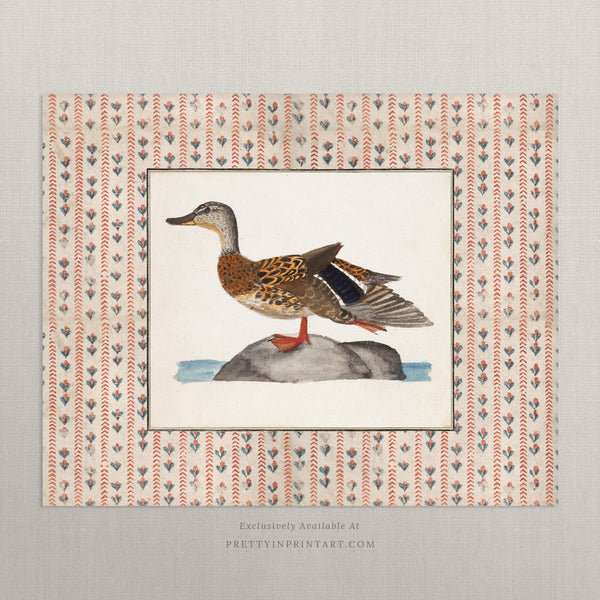 Vintage Duck Art 012 |  Unframed