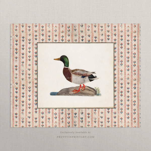 Vintage Duck Art 011 |  Unframed
