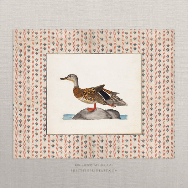 Vintage Duck Art 010 |  Unframed