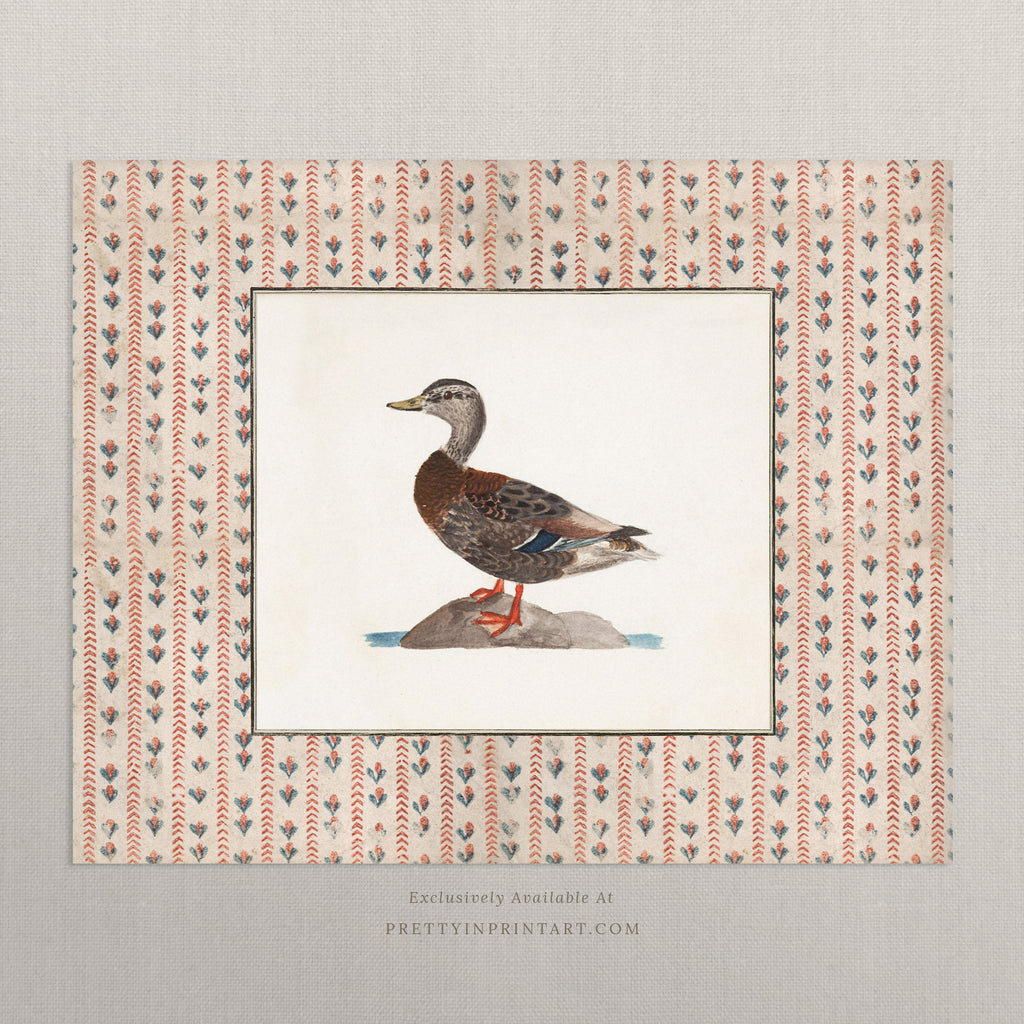 Vintage Duck Art 006 |  Unframed