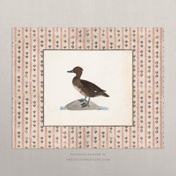 Vintage Duck Art 002 |  Unframed