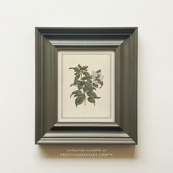 Vintage Plant Art 00956-02 (PAN-00301)