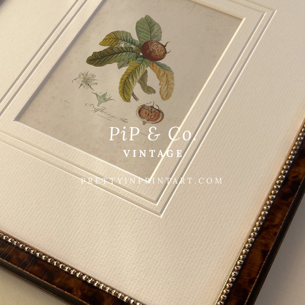 Framed Still Life Art 007948 (BRN-TOR-2124) |  Mount 003