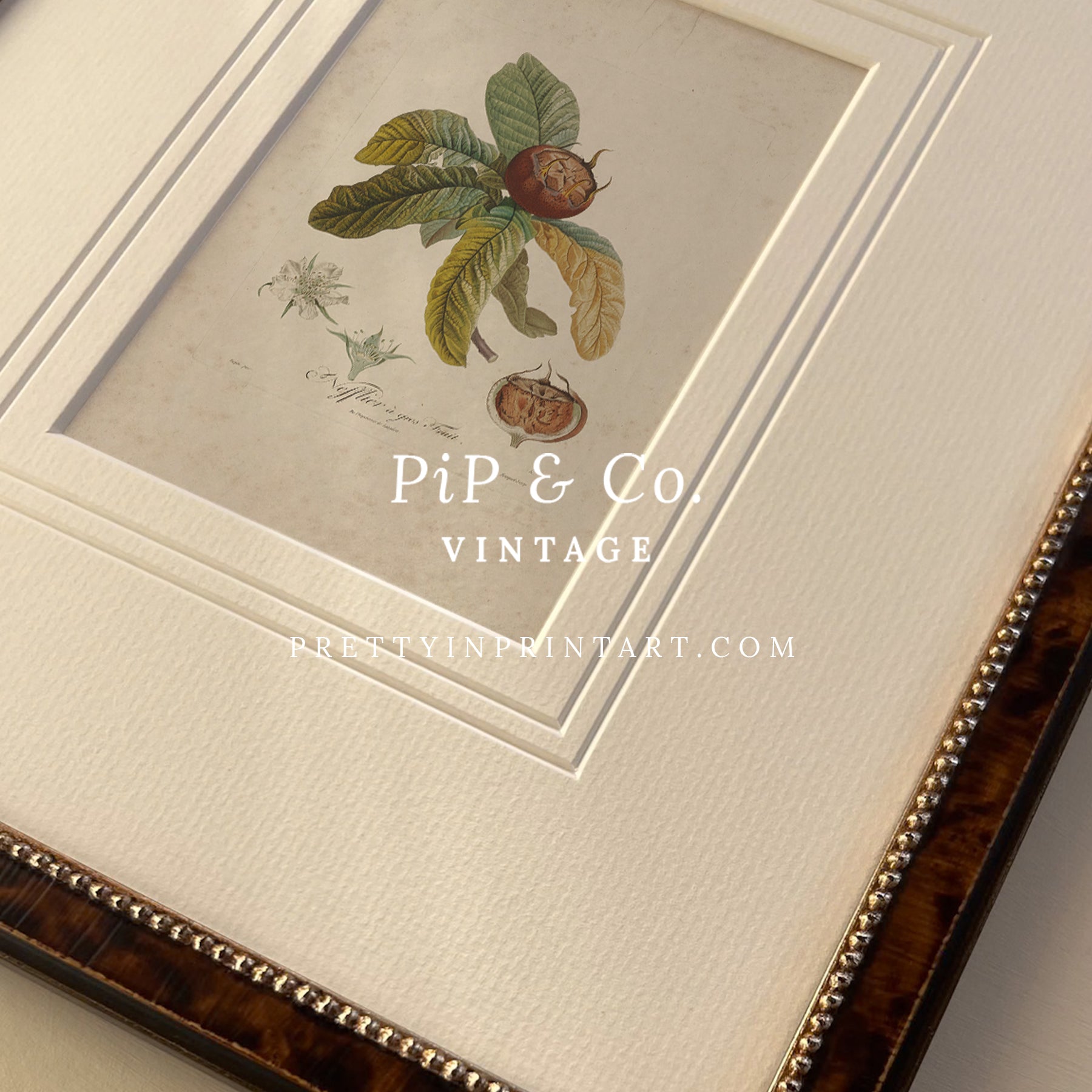 Framed botanical art print featuring detailed plant illustration with vintage-style matting.