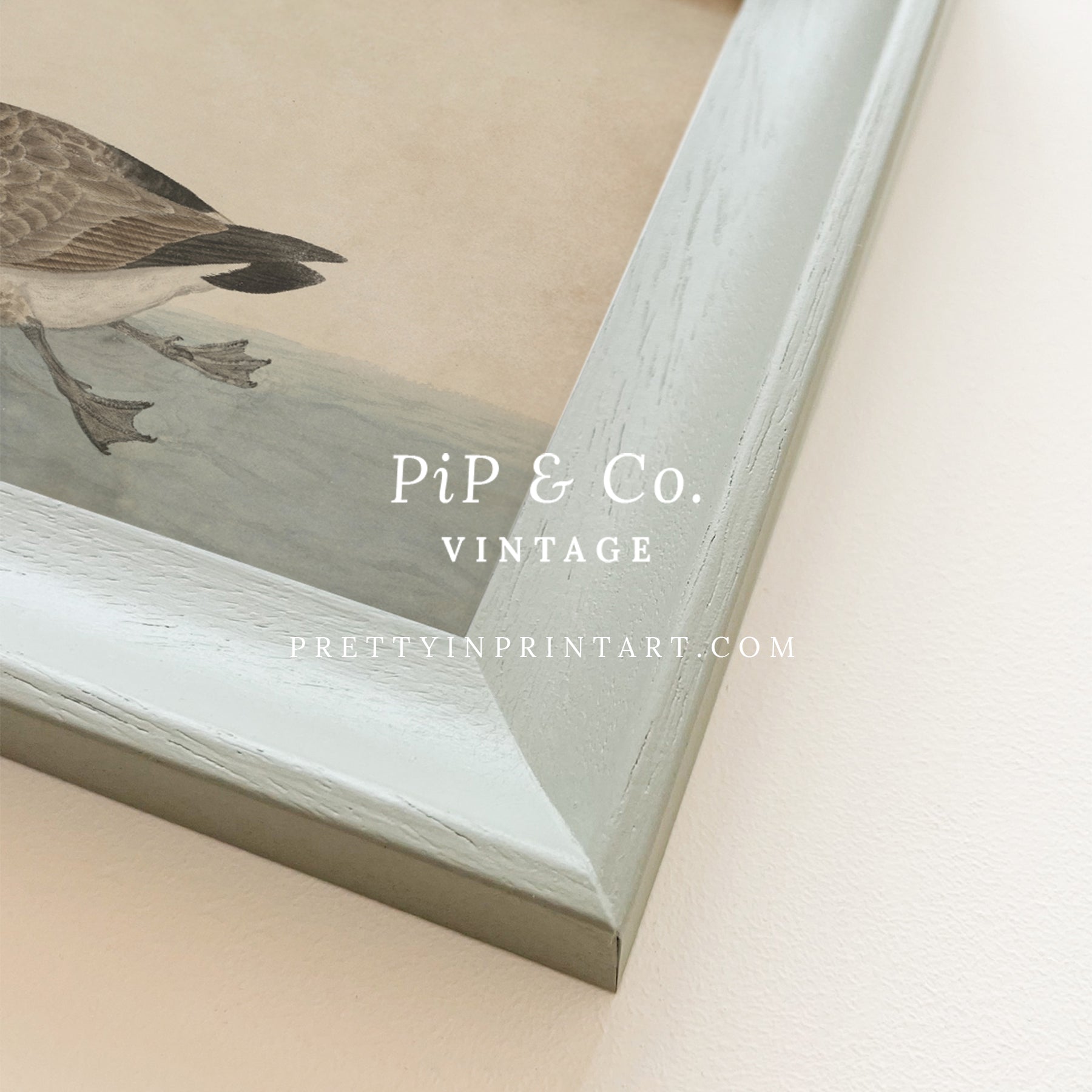 Vintage Canada Goose Art | Framed (00543 + 00304 Pigeon)