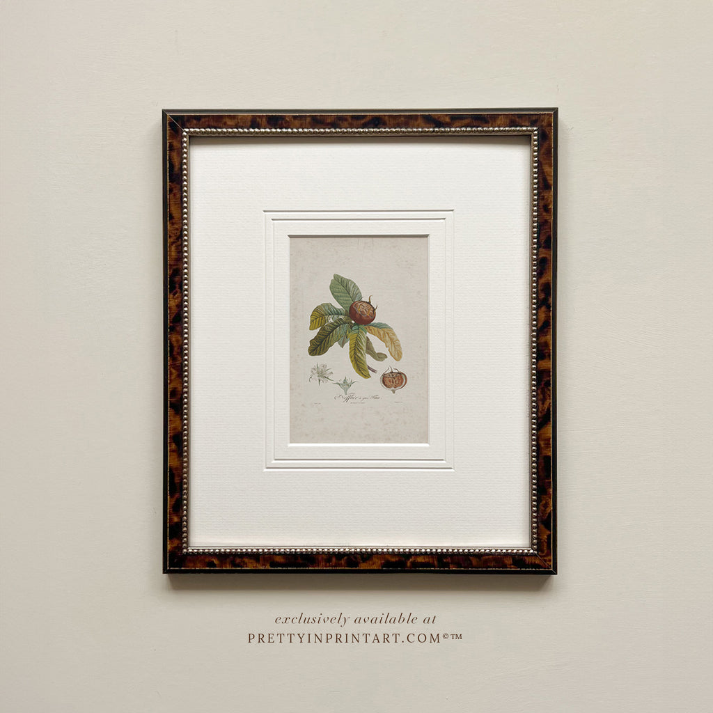 Framed Still Life Art 007948 (BRN-TOR-2124) |  Mount 003