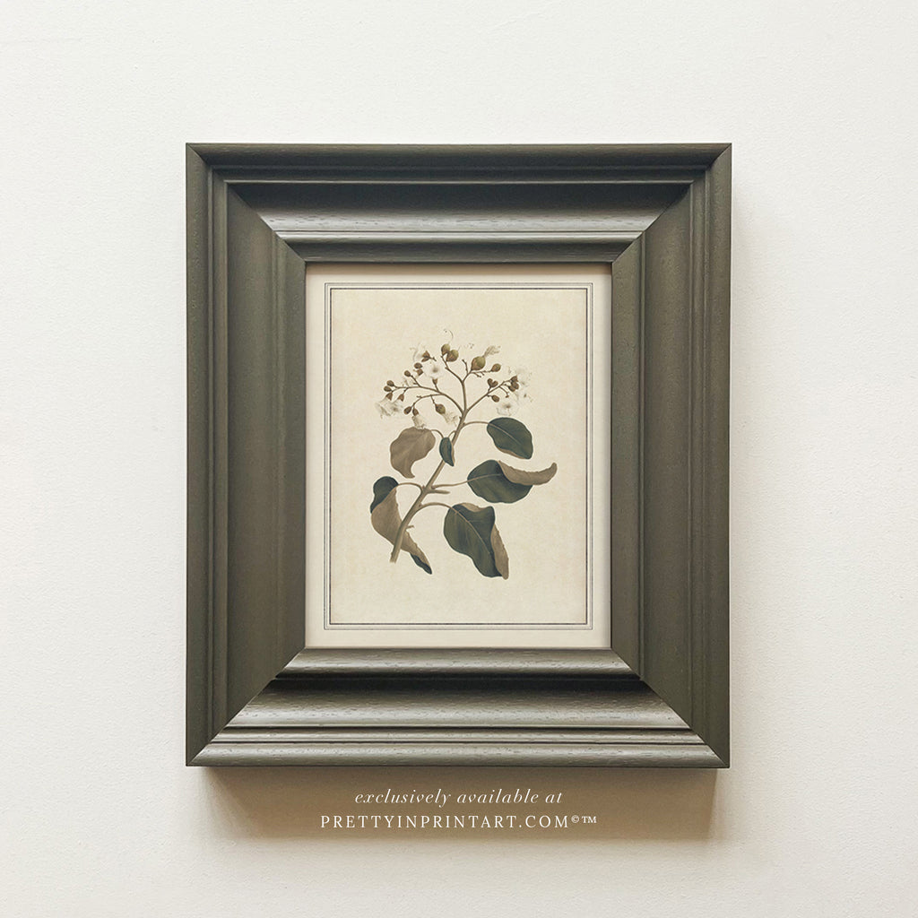 Vintage Plant Art 00956-04 (PAN-00301)