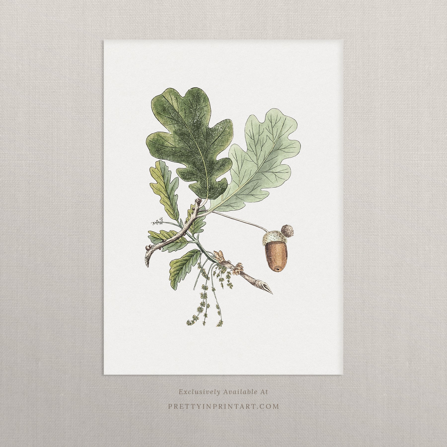 Still Life Oak Acorn Art 00526 |  Unframed