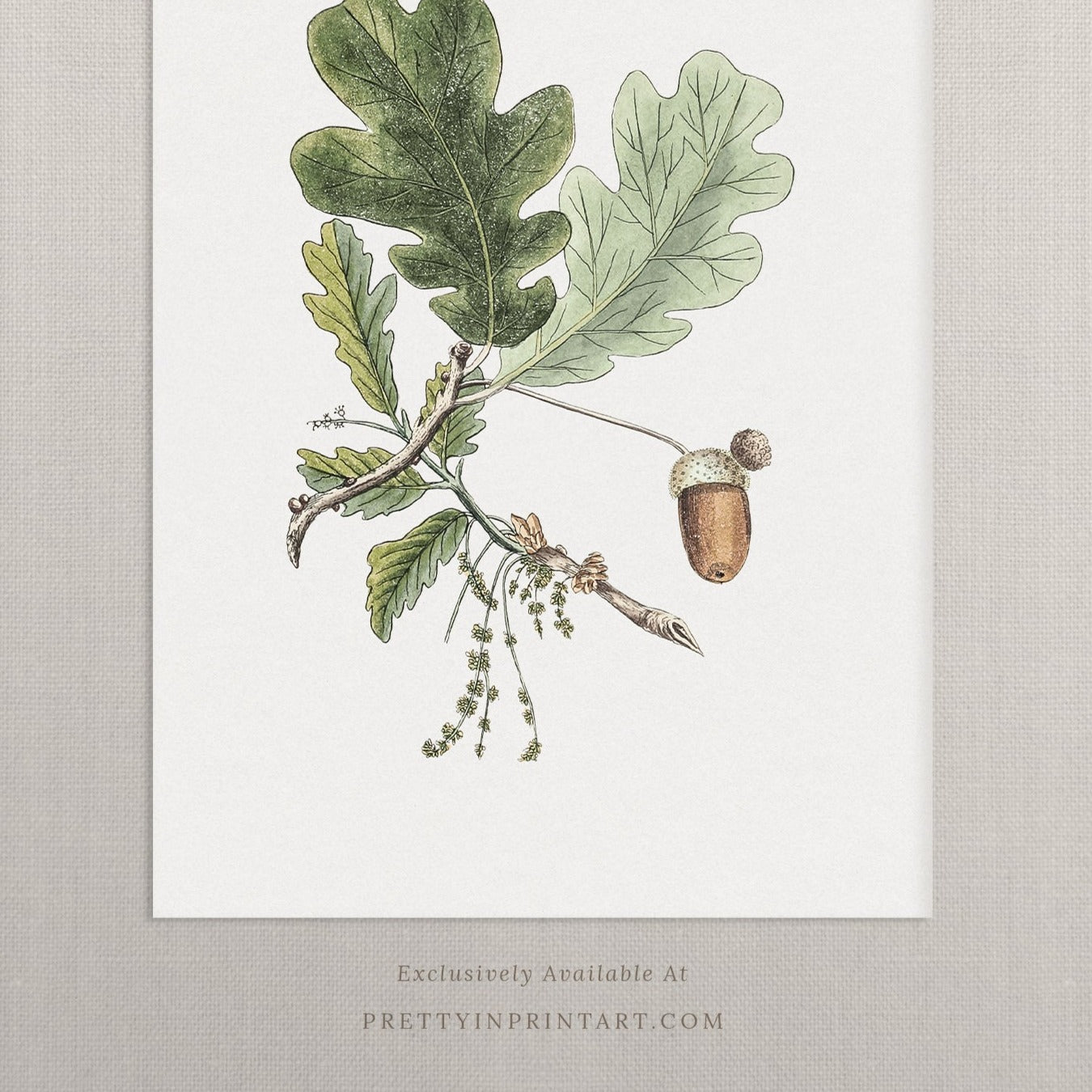 Still Life Oak Acorn Art 00526 |  Unframed