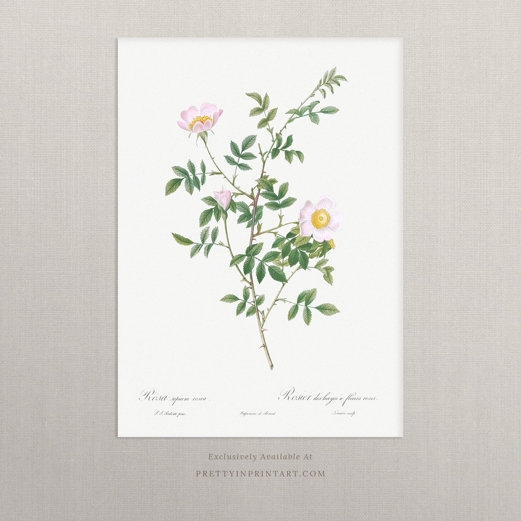 Vintage Flower Art 00531 |  Unframed