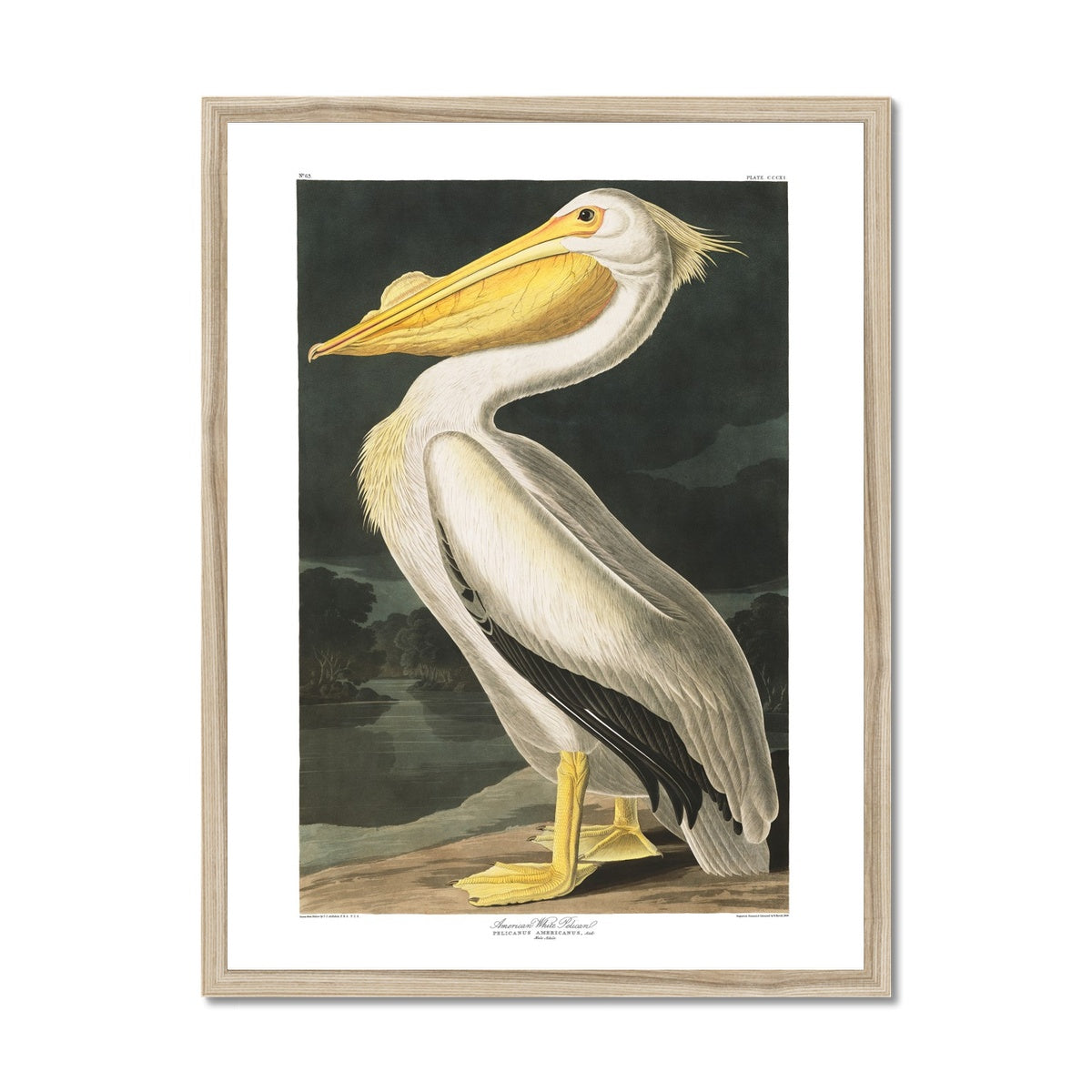 American White Pelican |  Framed Print