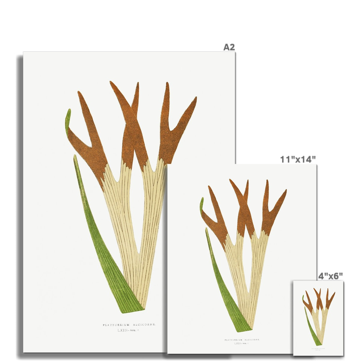 Farn, Botanische Kunst 00597 | Ungerahmt