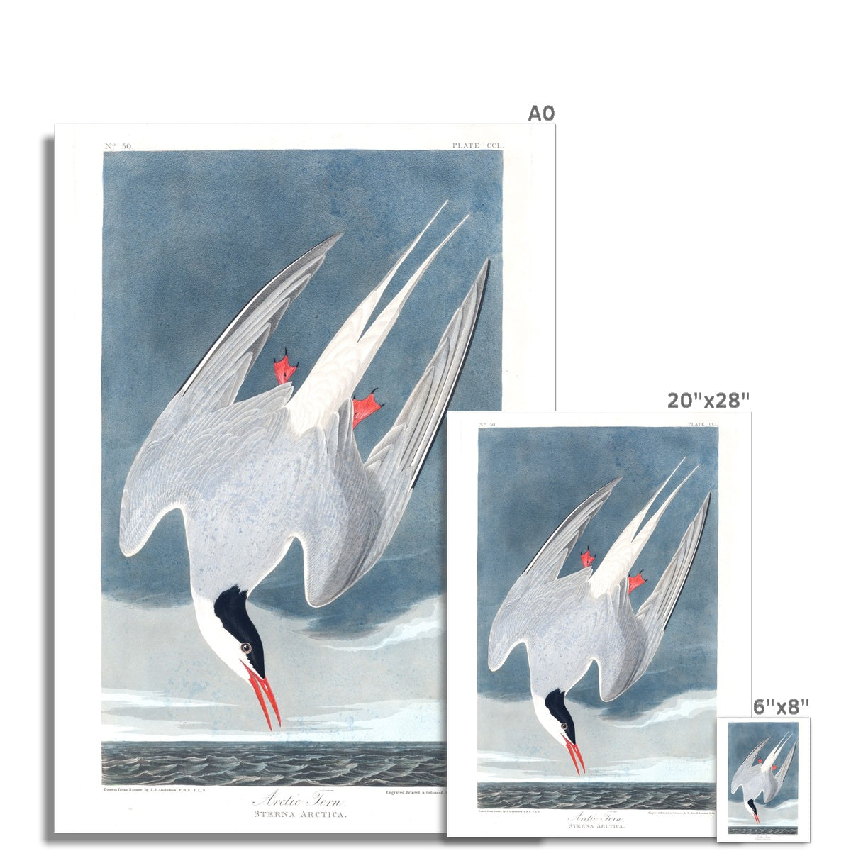 Arctic Tern |  Unframed