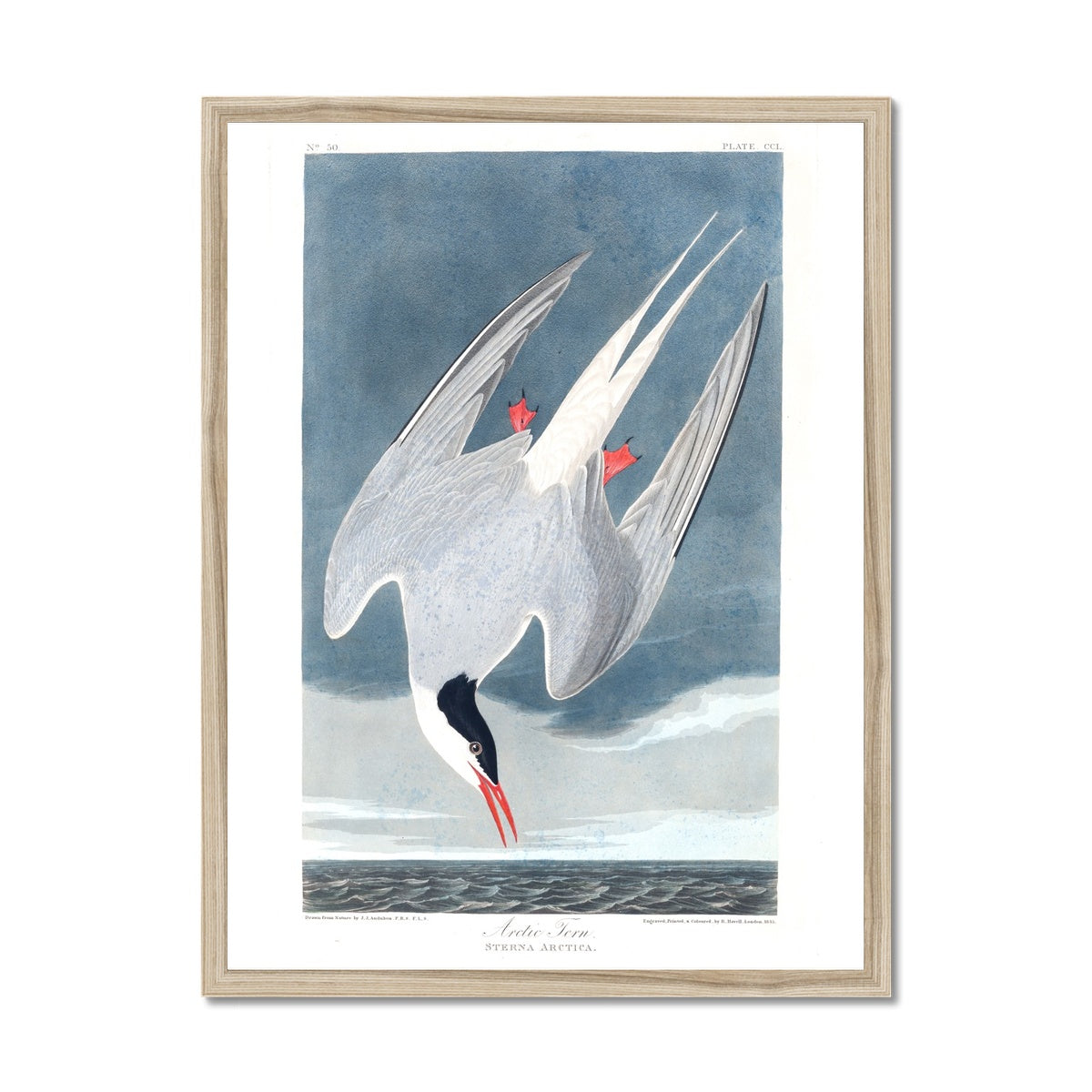 Arctic Tern |  Framed Print