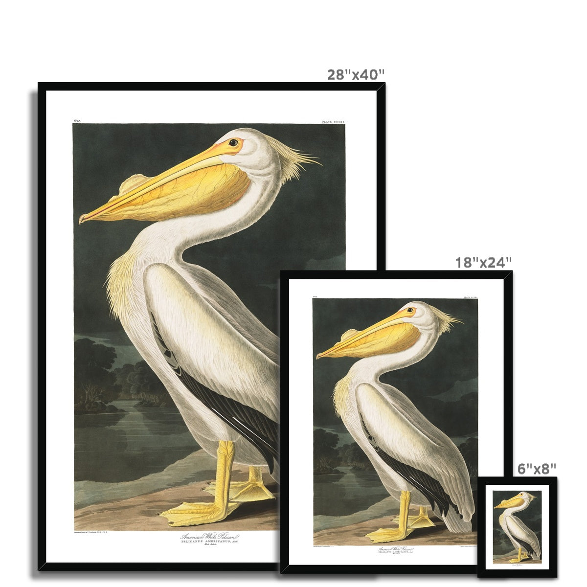 American White Pelican |  Framed Print