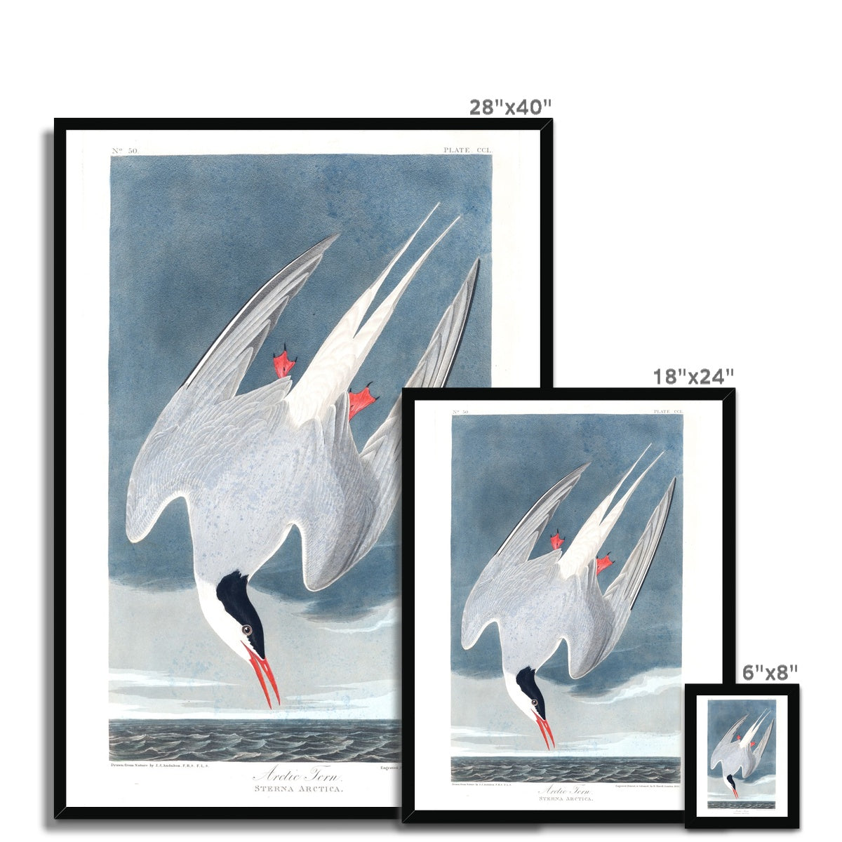 Arctic Tern |  Framed Print