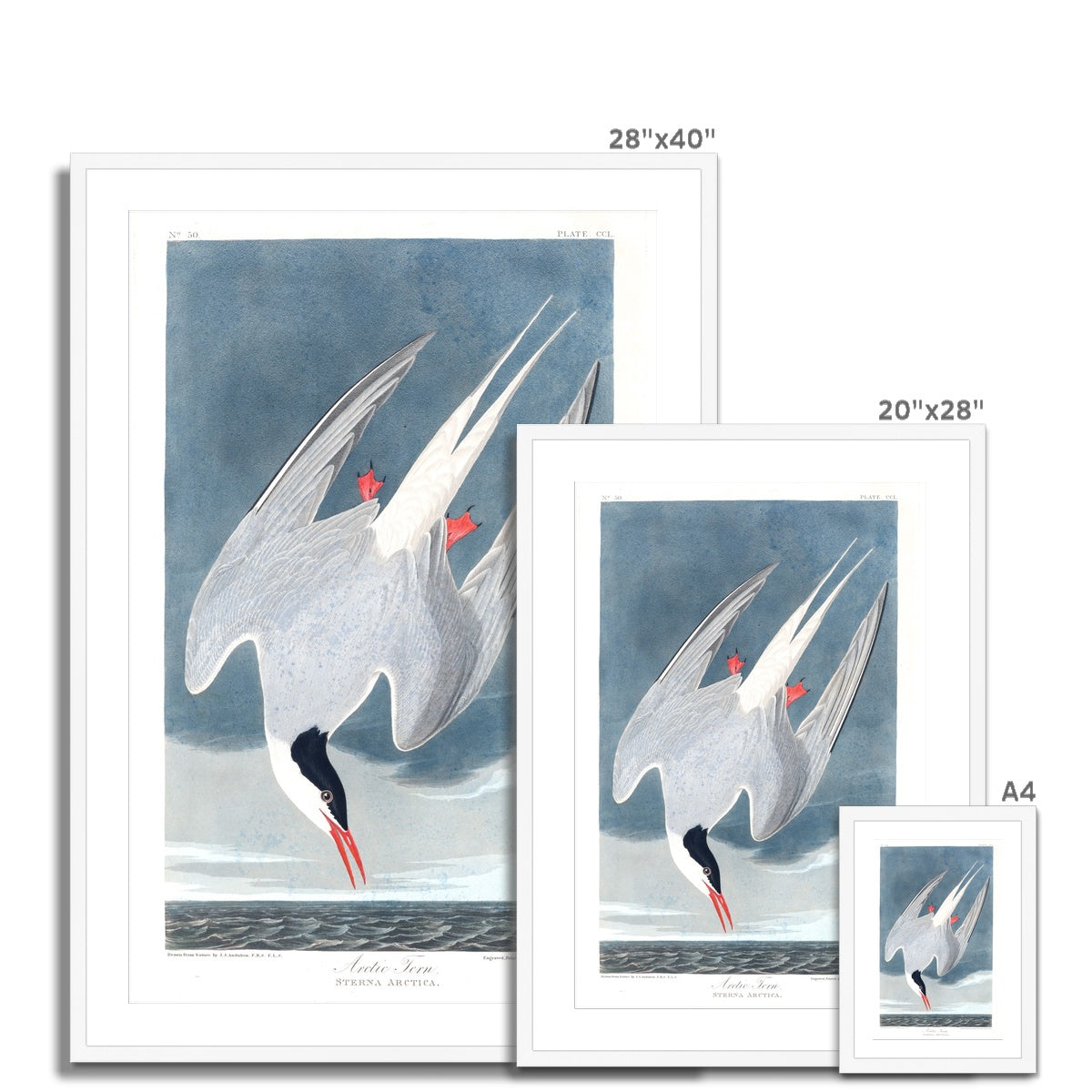 Arctic Tern |  Framed & Mounted Print