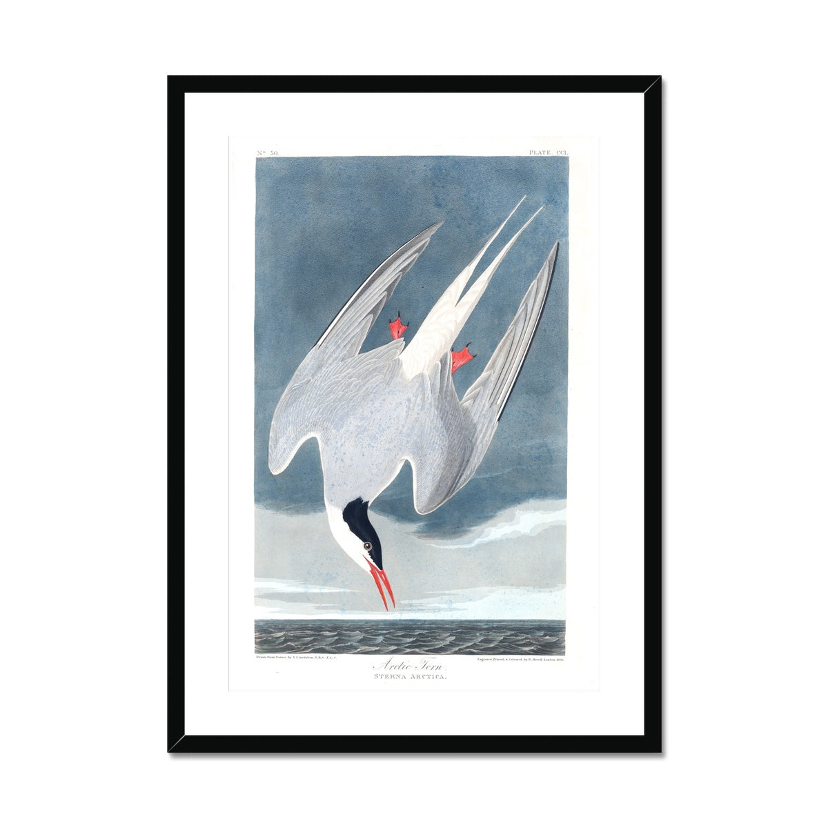 Arctic Tern |  Framed & Mounted Print