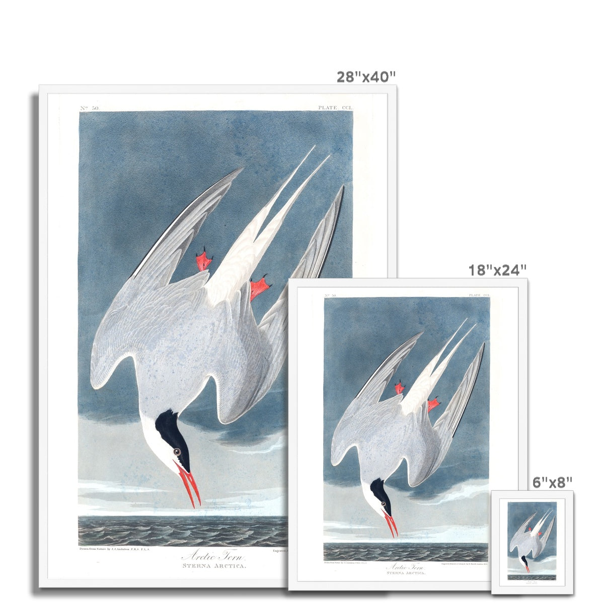 Arctic Tern |  Framed Print