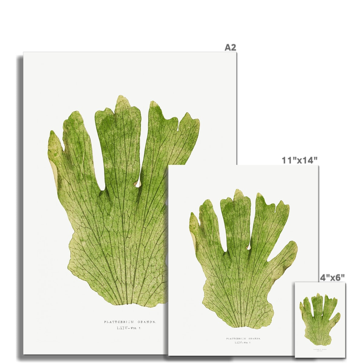 Fern, Botanical Art 00592 |  Unframed