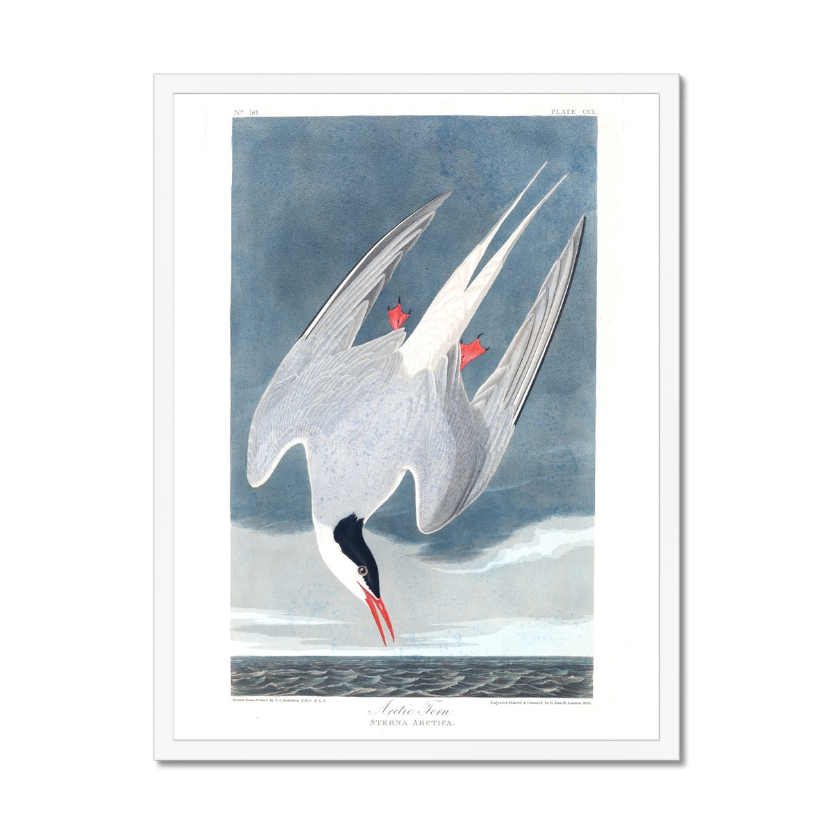 Arctic Tern |  Framed Print