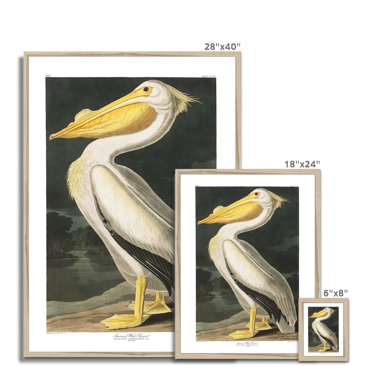 American White Pelican |  Framed Print