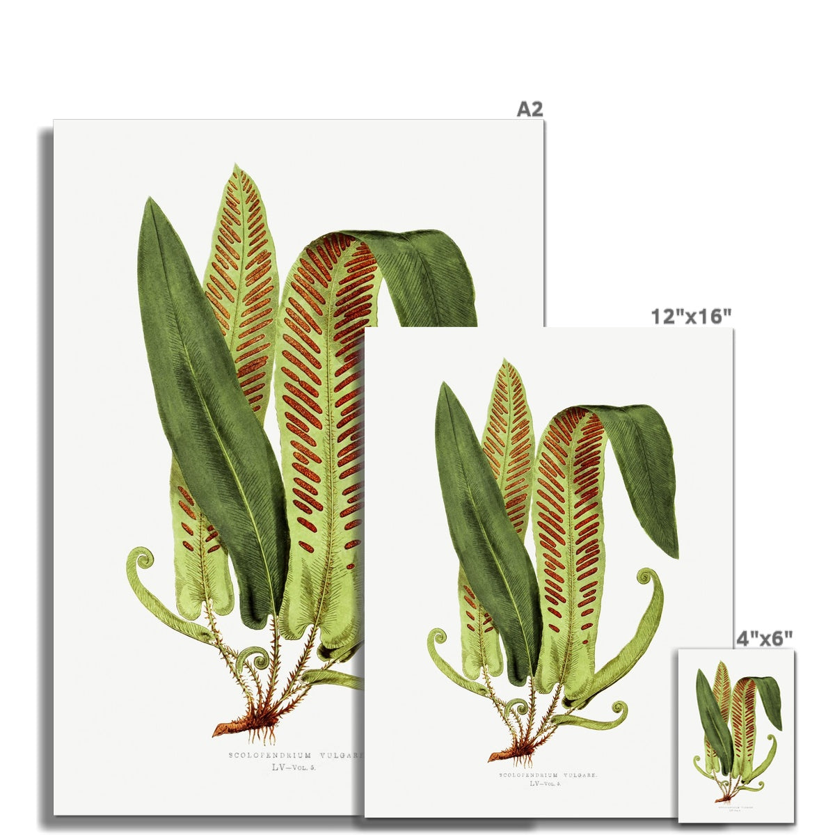 Fern, Botanical Art 00598 |  Unframed