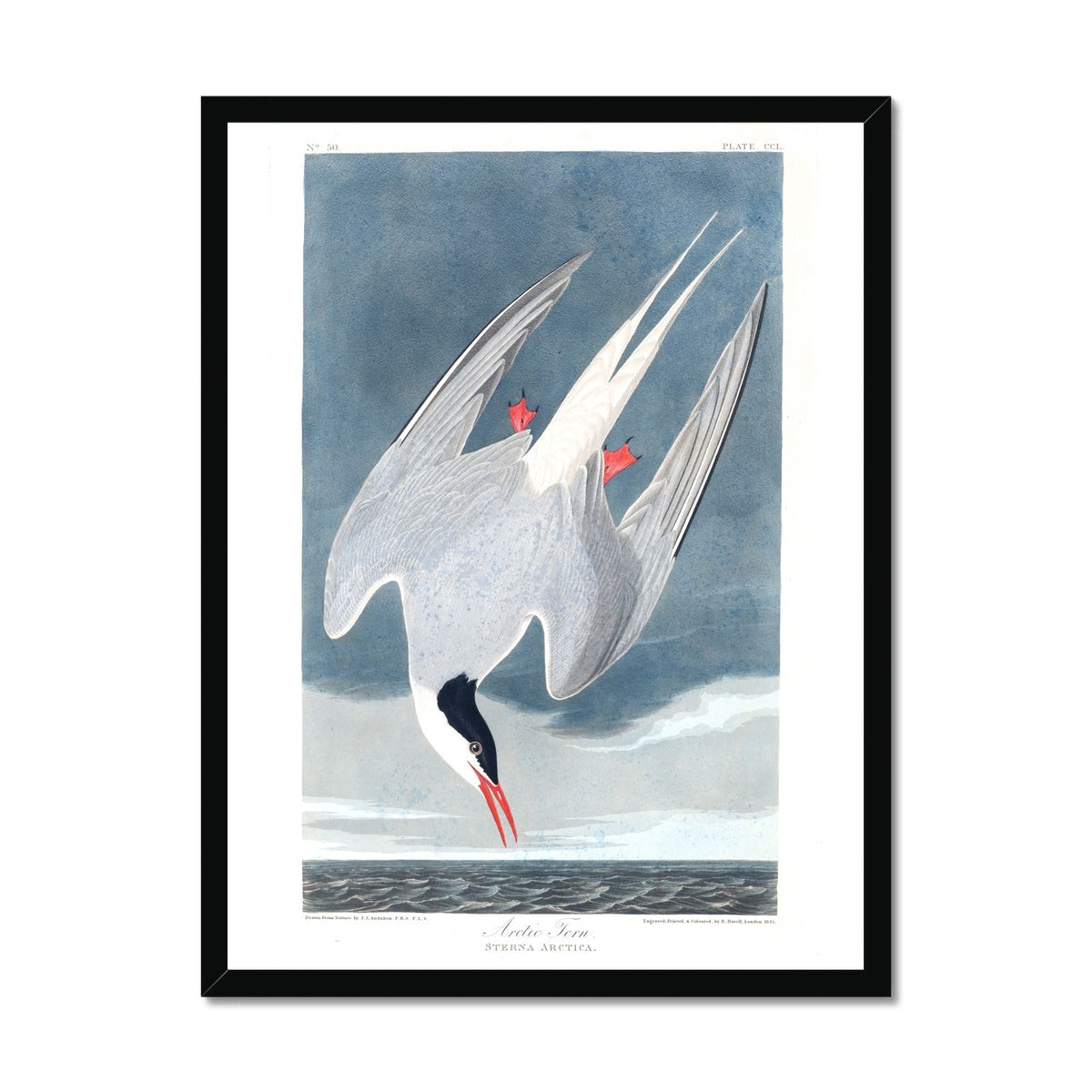 Arctic Tern |  Framed Print