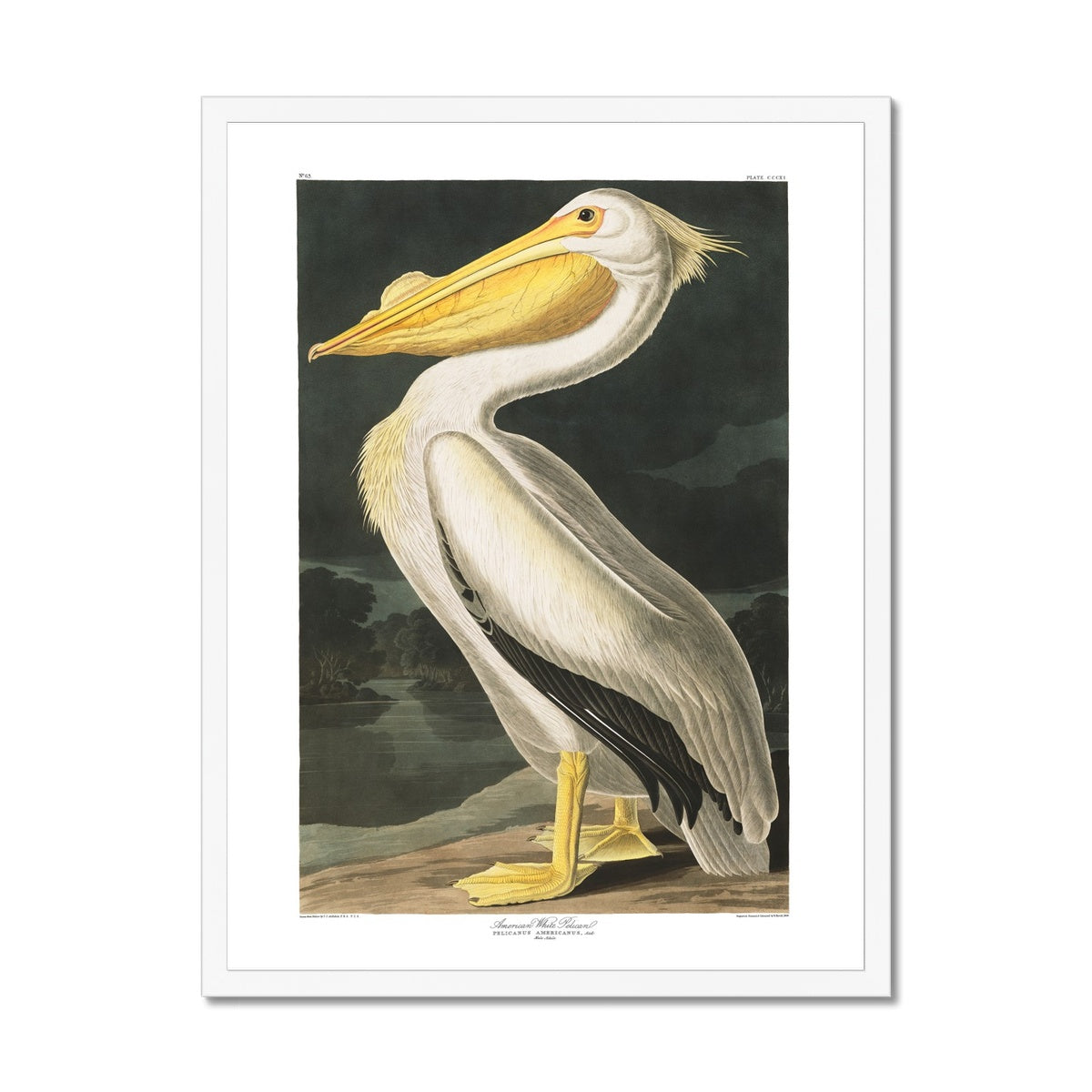 American White Pelican |  Framed Print