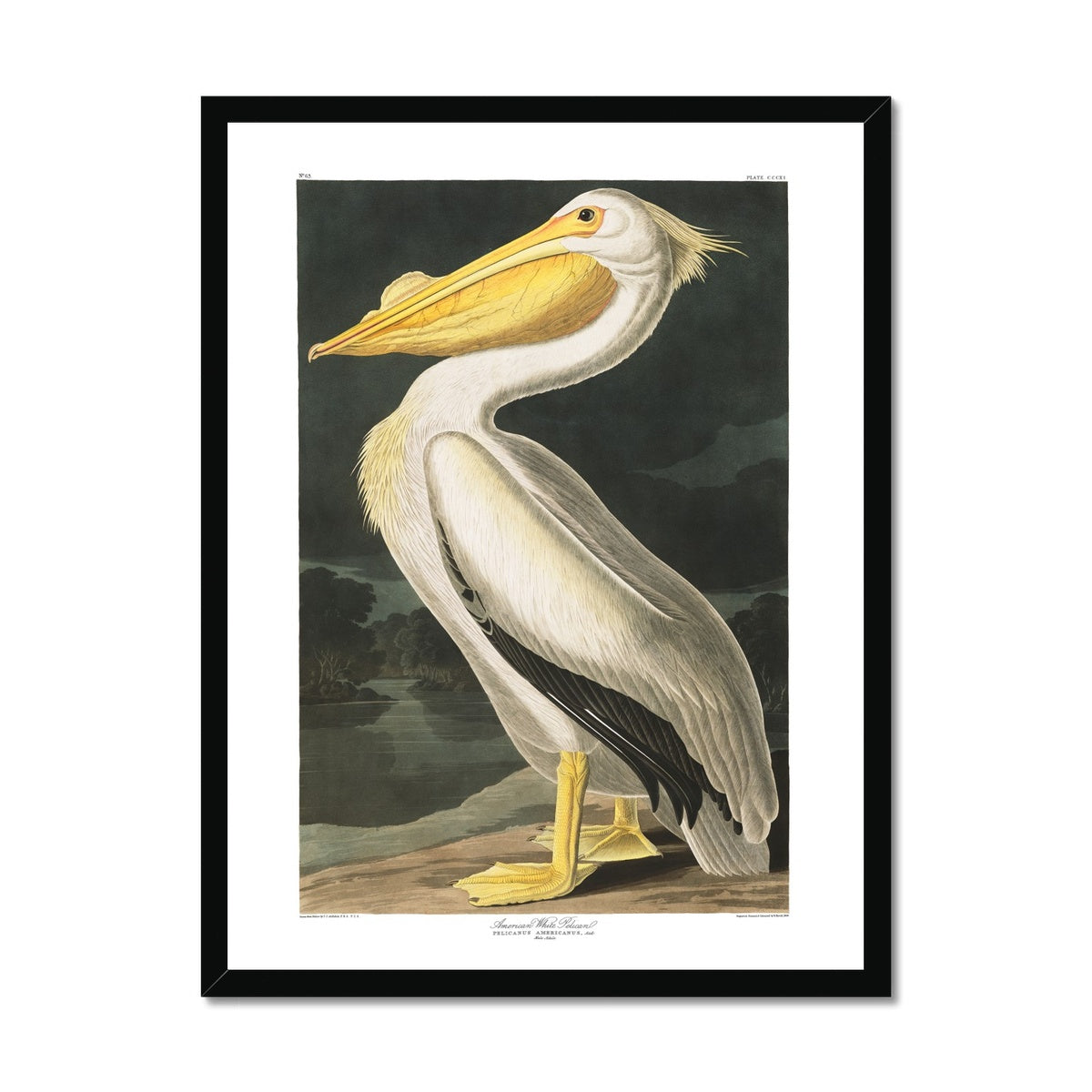 American White Pelican |  Framed Print