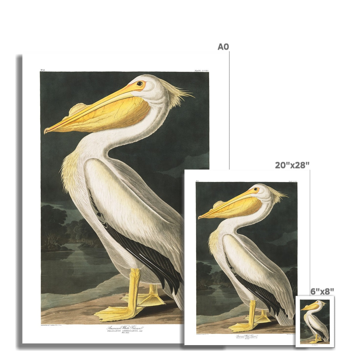 American White Pelican |  Unframed