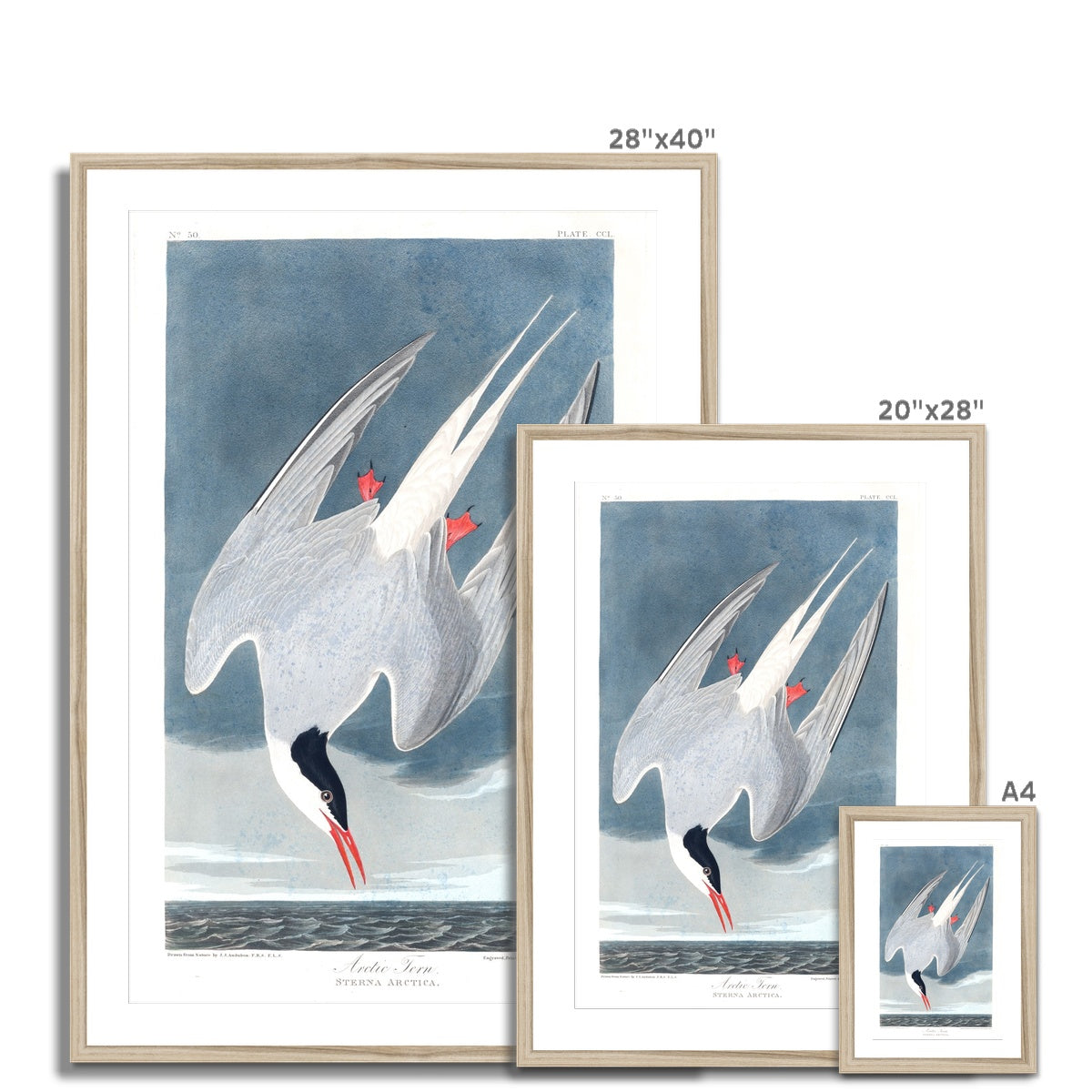 Arctic Tern |  Framed & Mounted Print