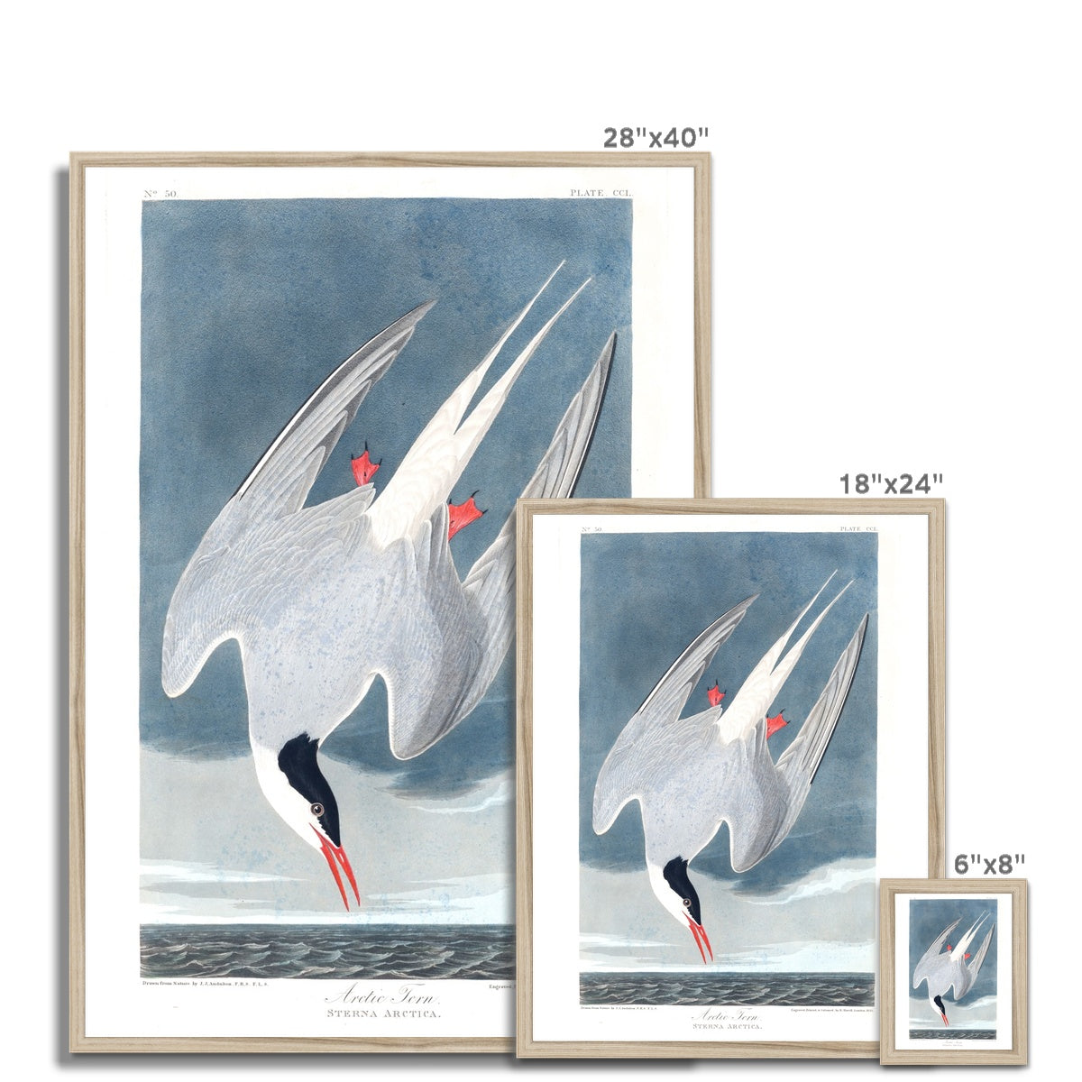 Arctic Tern |  Framed Print