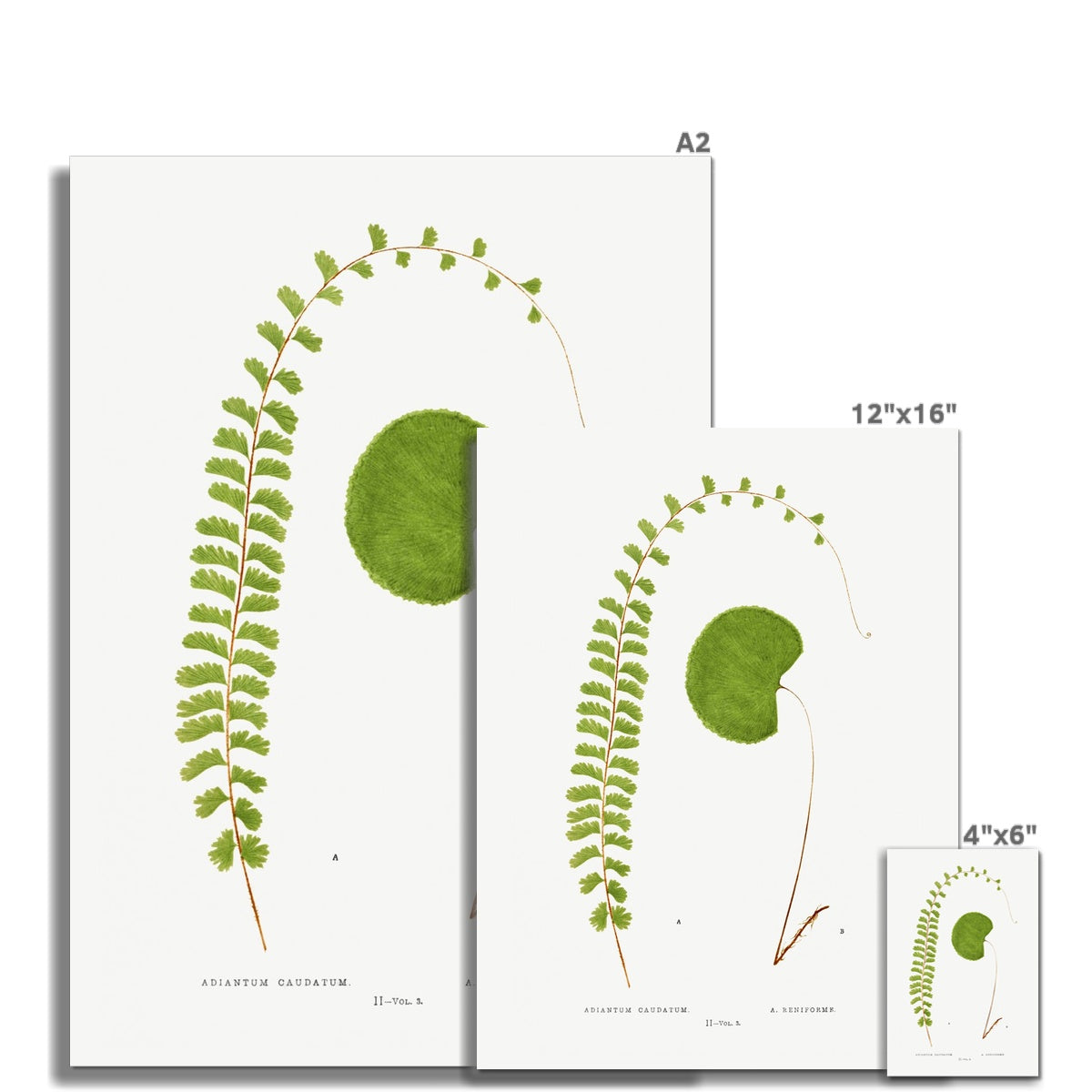 Farn, Botanische Kunst 00589 | Ungerahmt