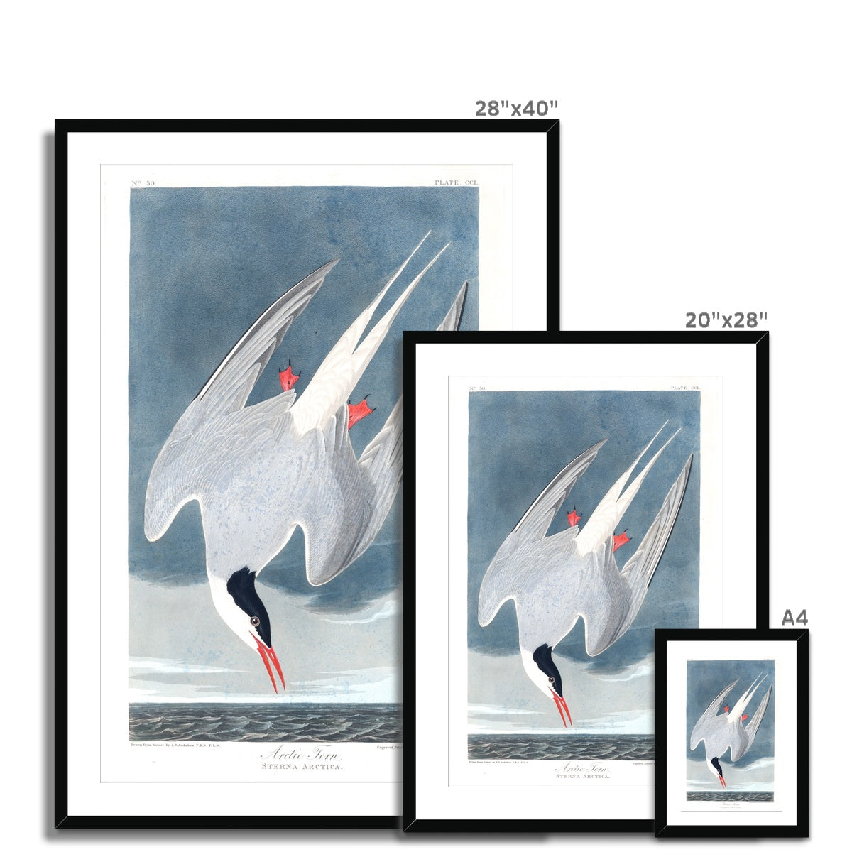 Arctic Tern |  Framed & Mounted Print