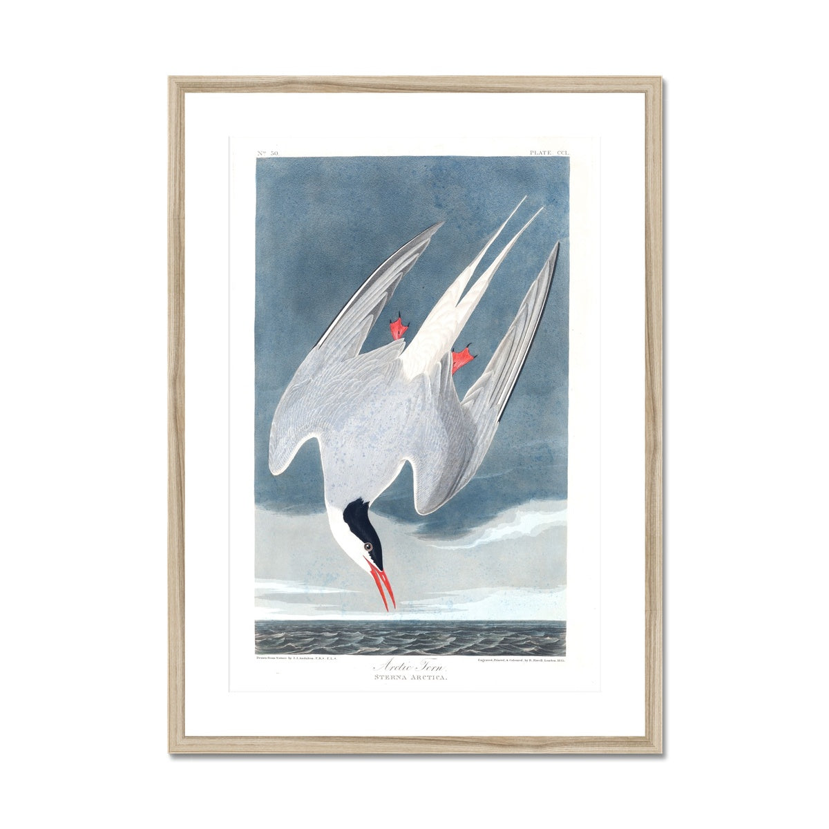 Arctic Tern |  Framed & Mounted Print