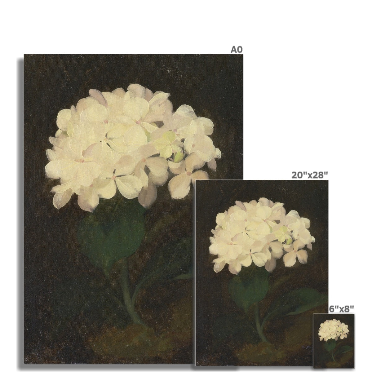 White Hydrangea Flower, 00847 |  Unframed