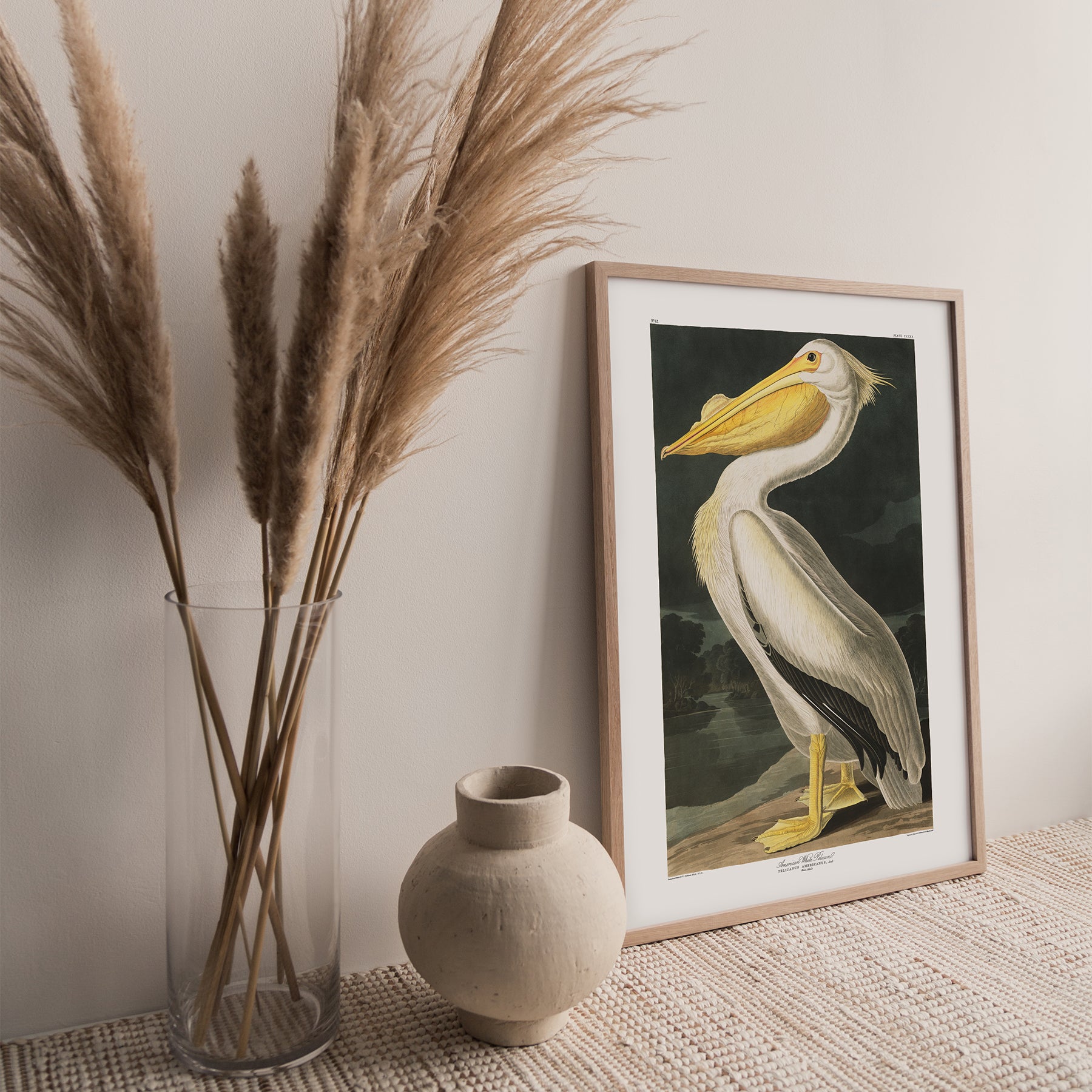 American White Pelican |  Unframed