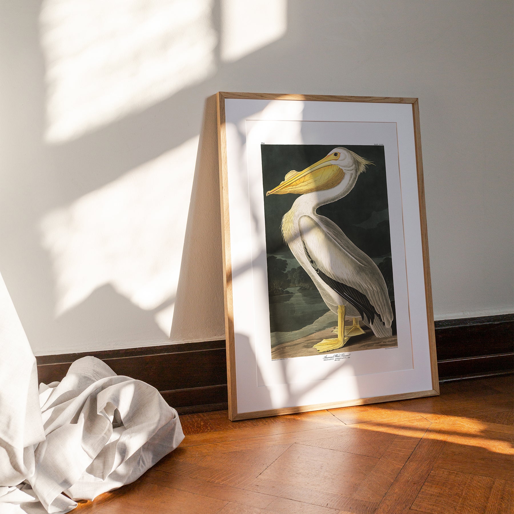 American White Pelican |  Framed & Mounted Print