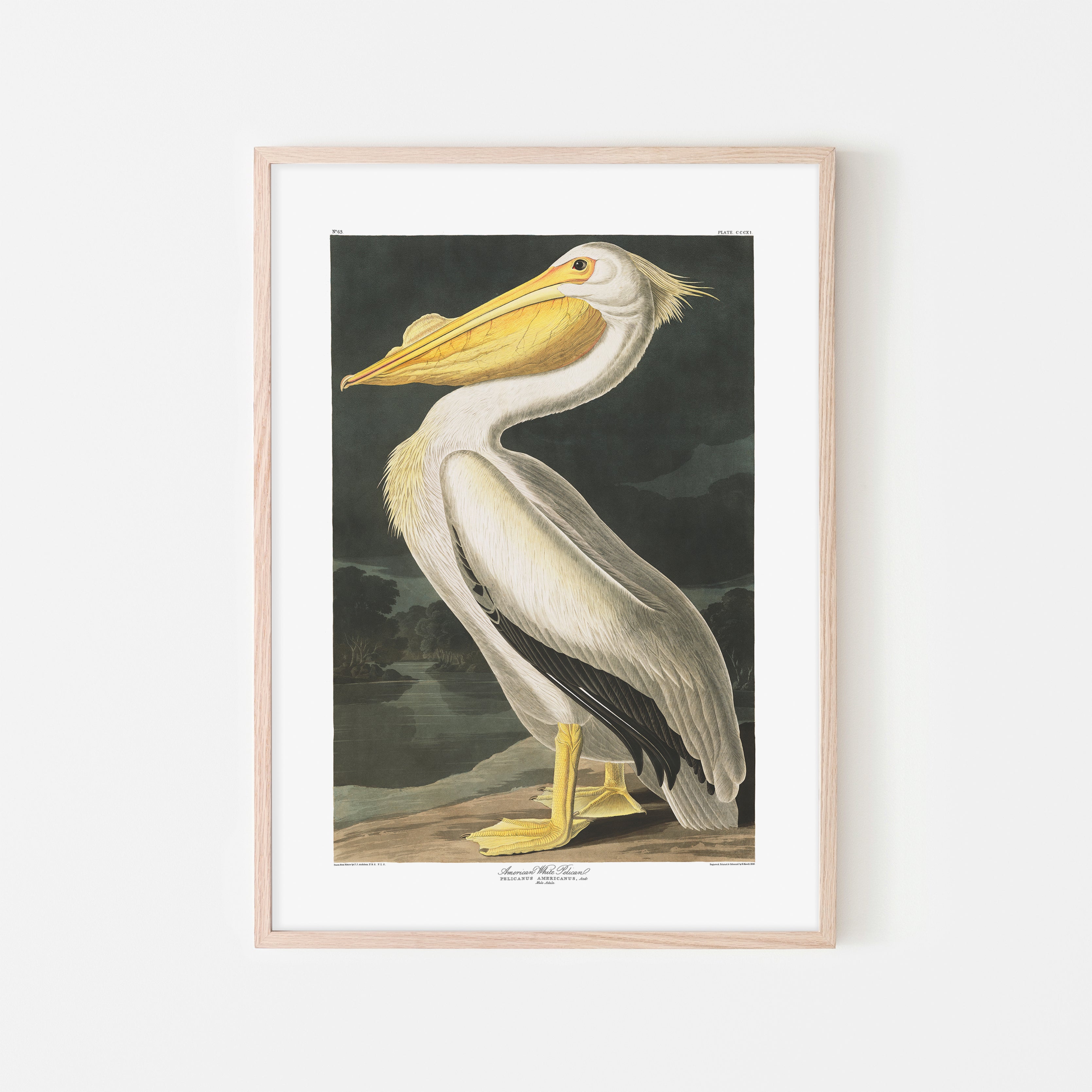 American White Pelican |  Framed Print