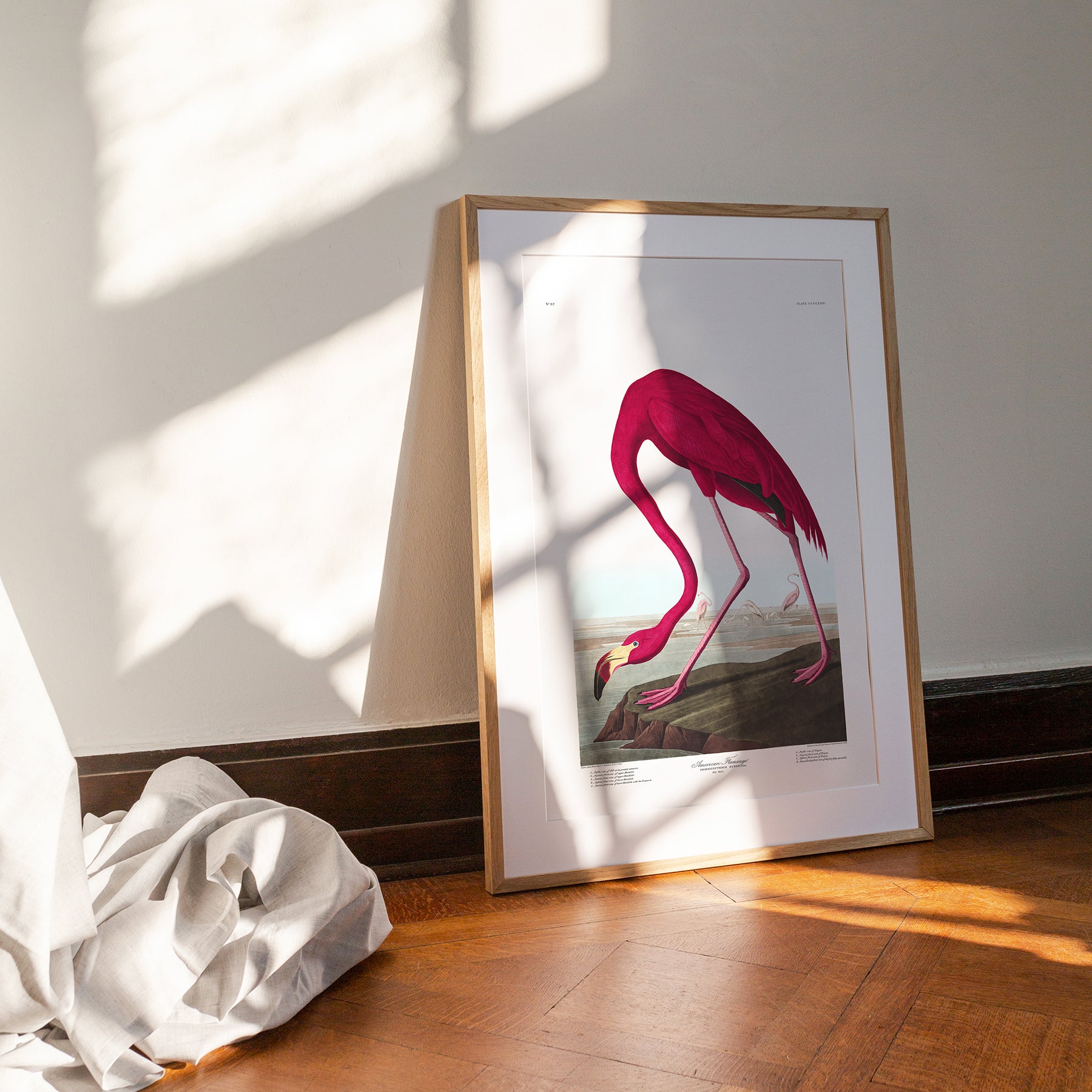 American Flamingo |  Unframed