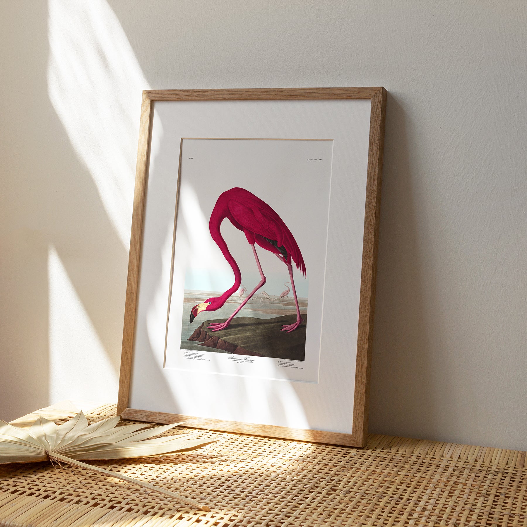 American Flamingo |  Framed & Mounted Print