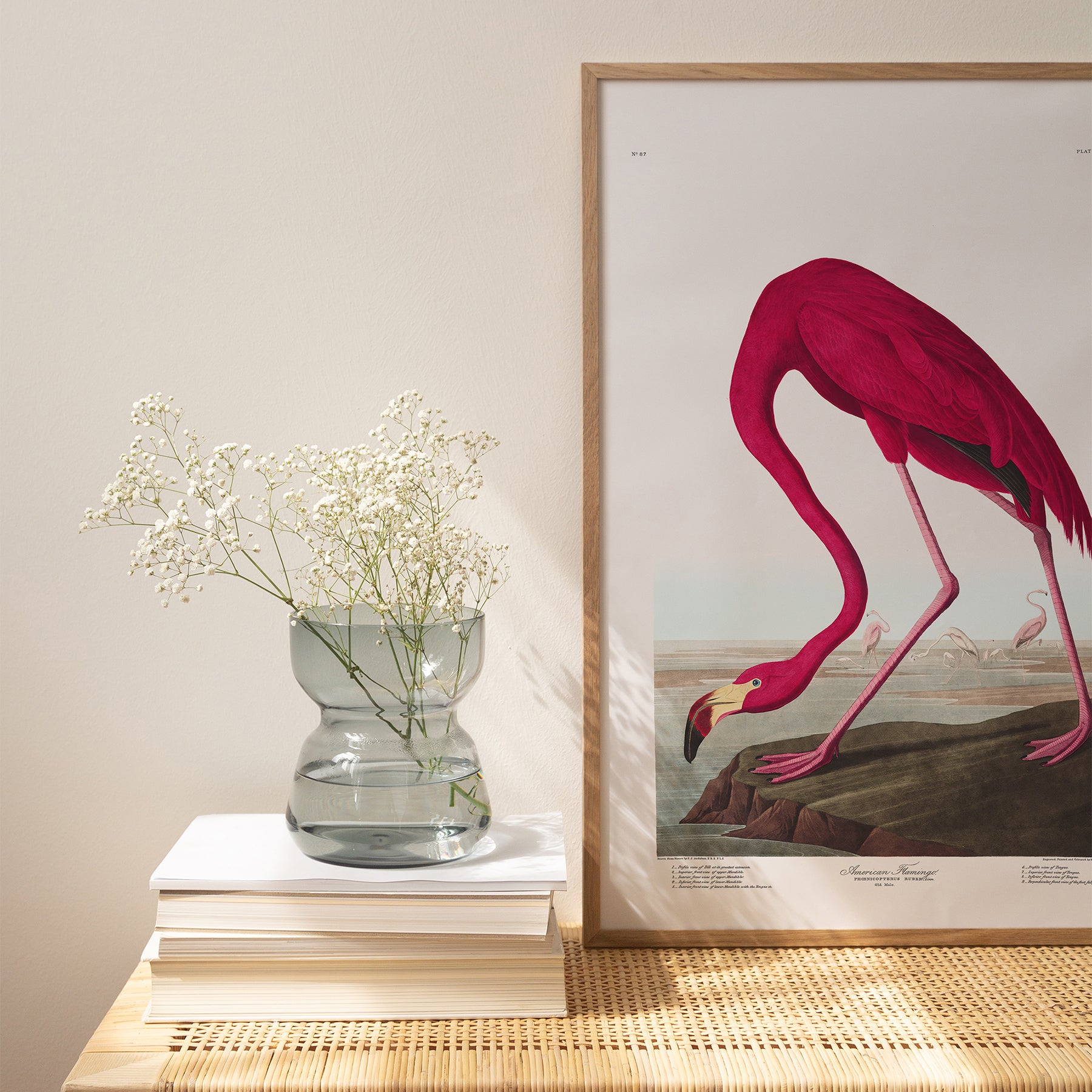 Amerikanischer Flamingo | Gerahmter Druck