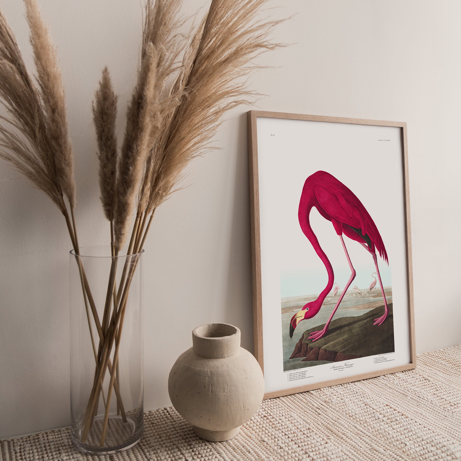 Amerikanischer Flamingo | Gerahmter Druck